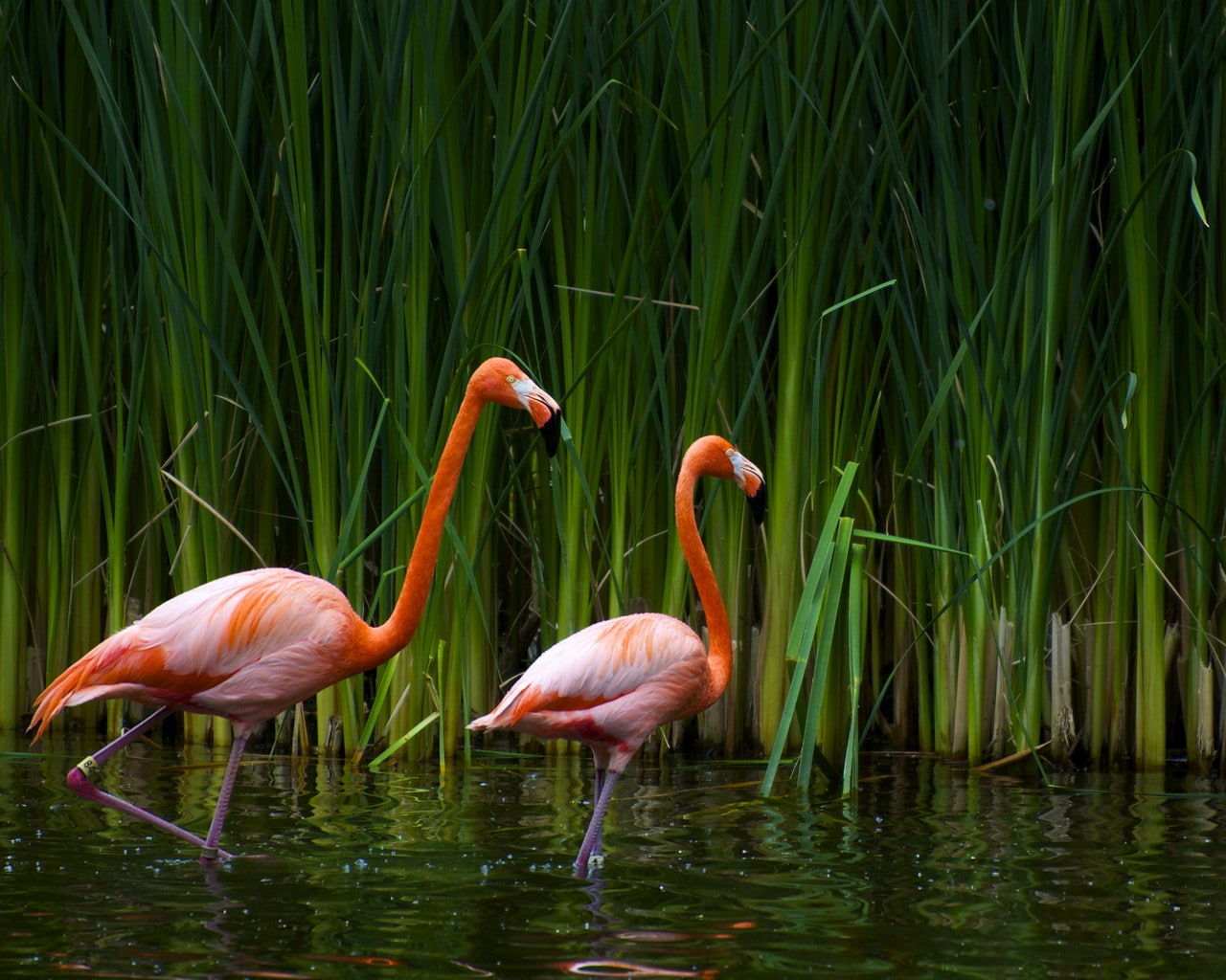 animal themes, 720P, birds, grass, animal, nature, flamingo, group of animals, bird, lake, day, beauty in nature, plant, animals in the wild, no people, HD Wallpaper