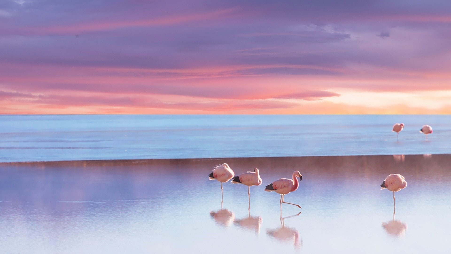 Horizon, Ocean, Birds, Bird, Sunset, Animal, Flamingo, Sea, Beach, 1080P, HD Wallpaper