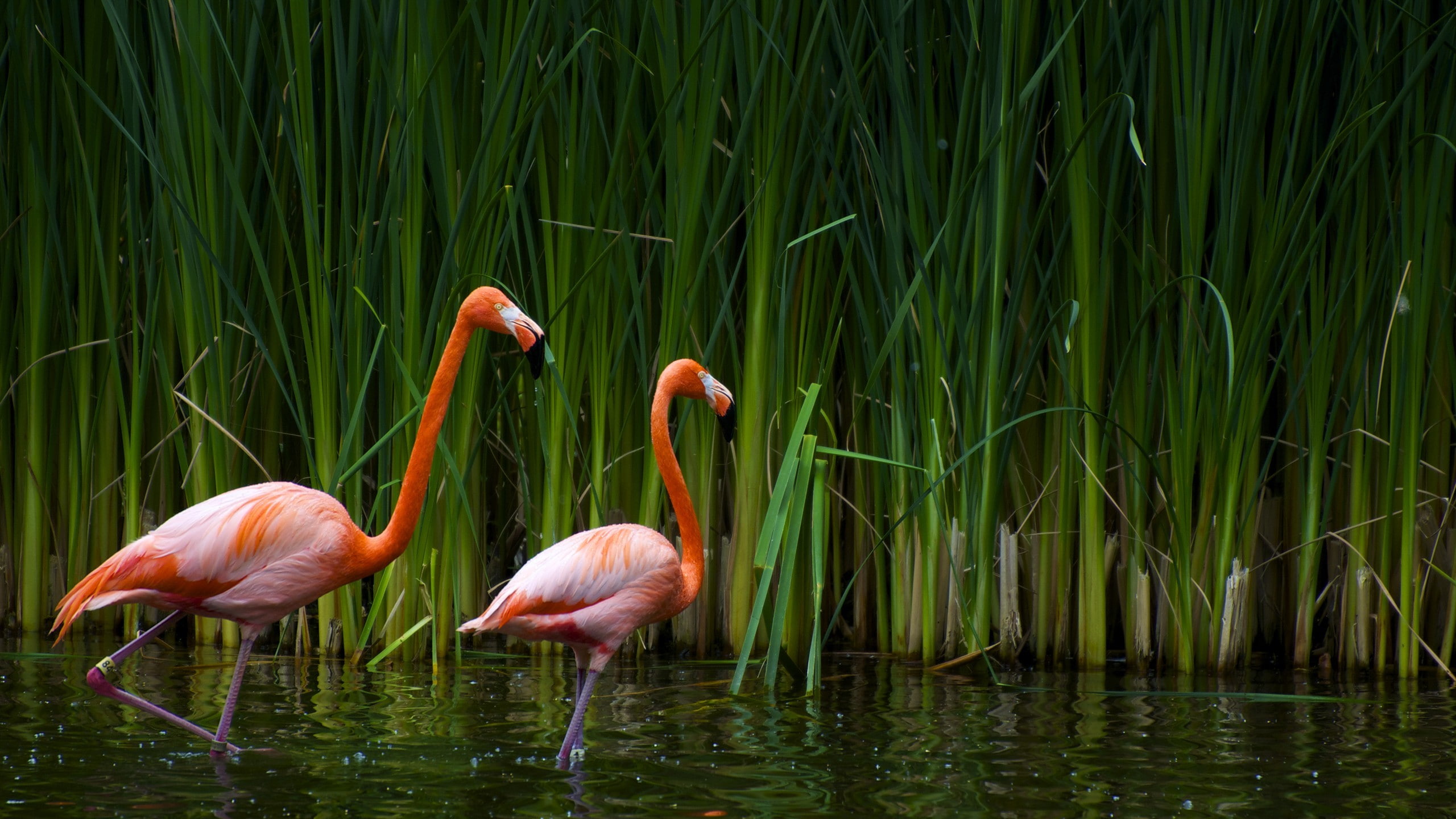 flamingos, water, plants, animals, 2K, birds, HD Wallpaper