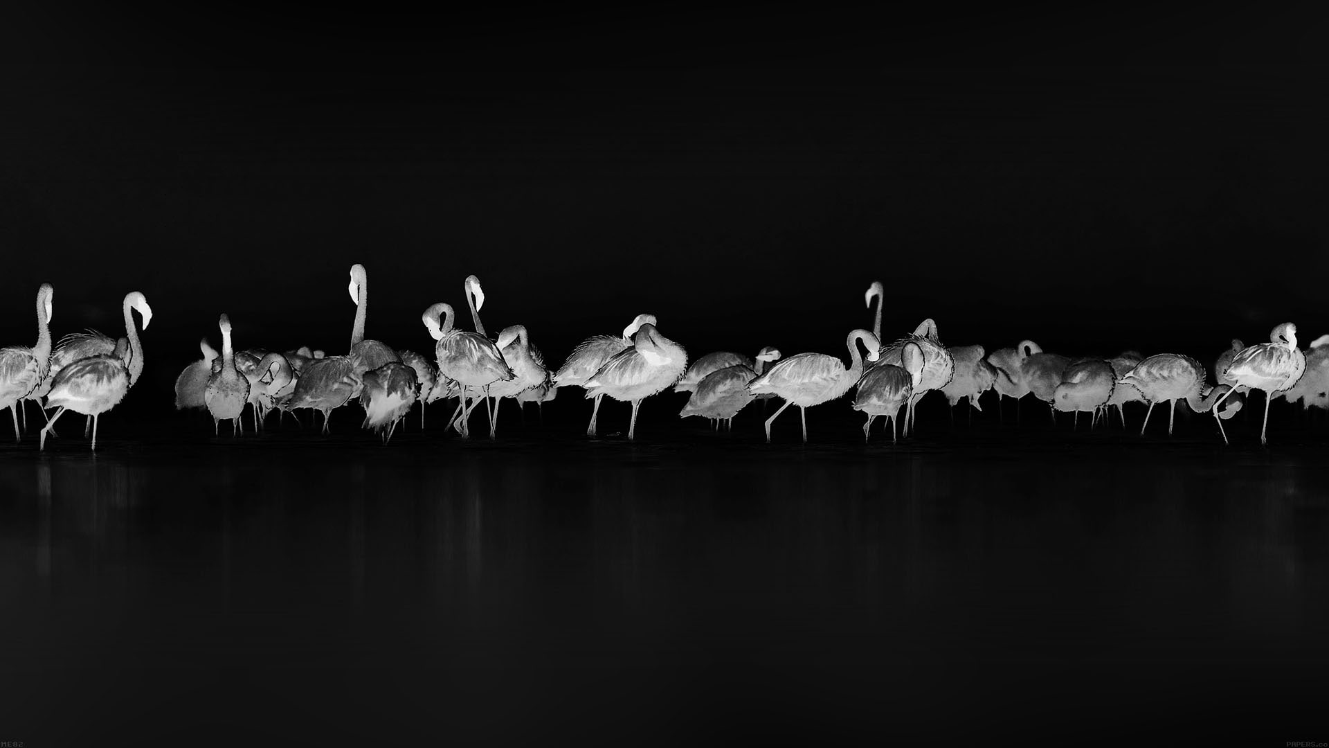 flamingos, animals, birds, monochrome, 1080P, HD Wallpaper