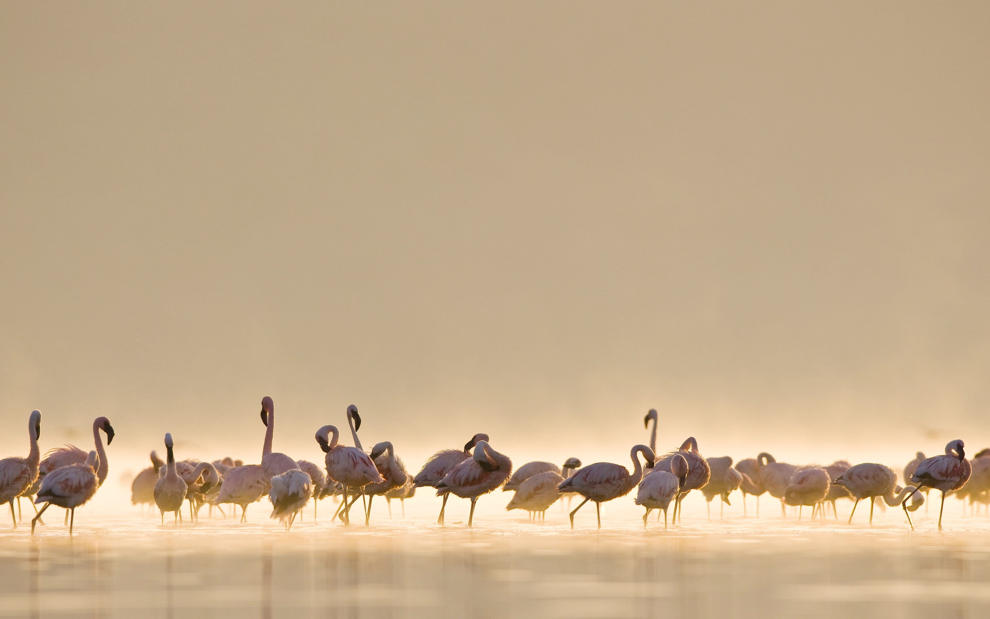 flamingos, animals, birds, water, 2K, nature, HD Wallpaper