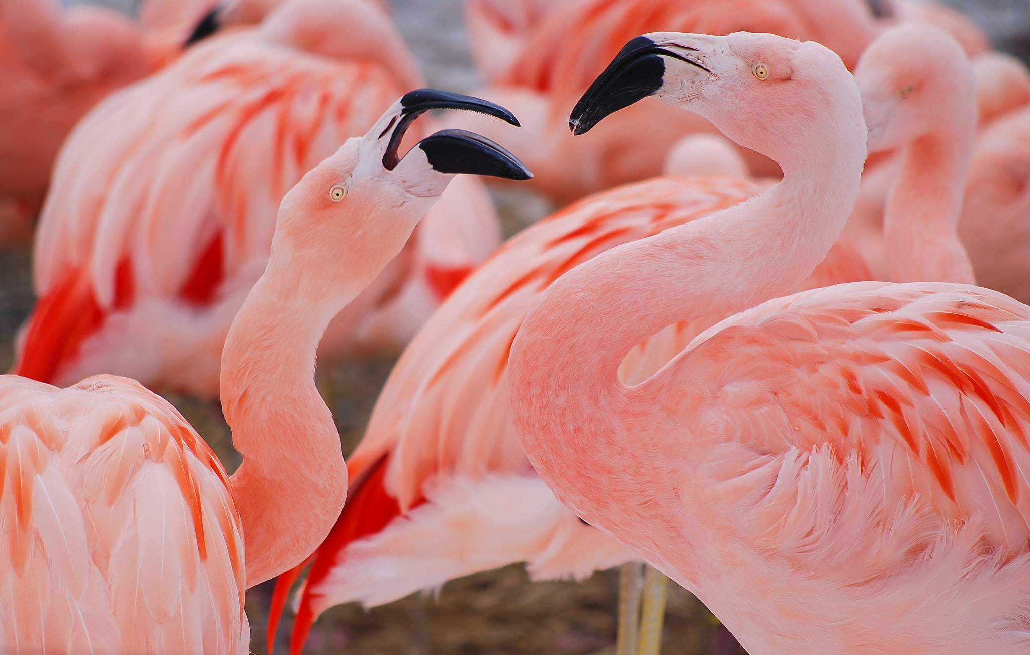 birds, Flamingo, 1080P, pink, HD Wallpaper