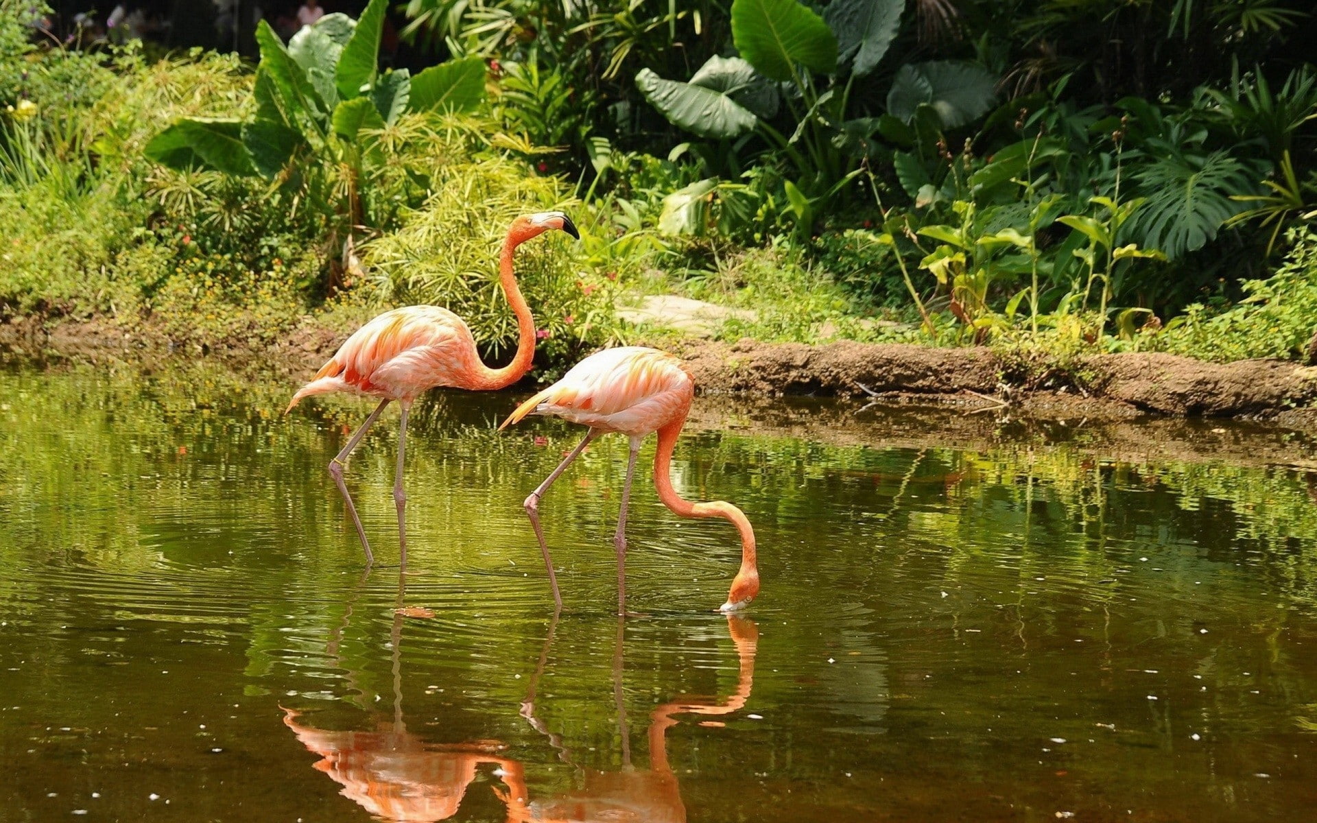 nature, animals, water, birds, flamingos, 1080P, HD Wallpaper