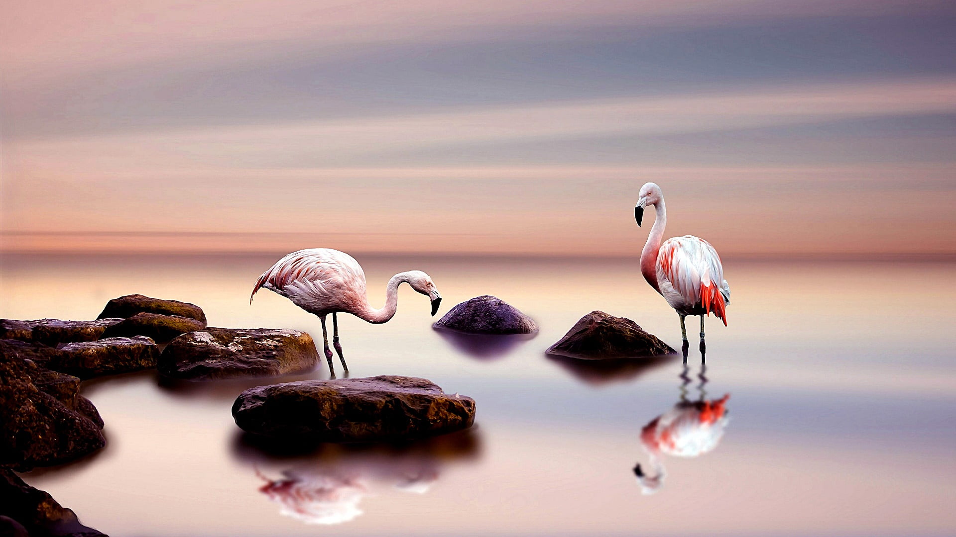 vertebrate, solid, bird, animal wildlife, calm, group of animals, flamingos, water, animal themes, sky, water bird, tranquility, beach, animal, animals in the wild, HD Wallpaper