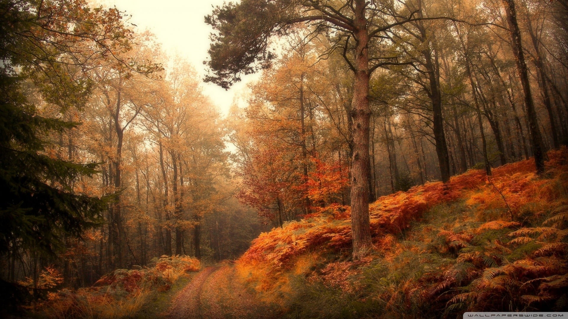 growth, nature, autumn collection, non-urban scene, outdoors, pathway, orange color, tranquility, plant, no people, fall, tree, sunlight, near, leaf, trees, HD Wallpaper