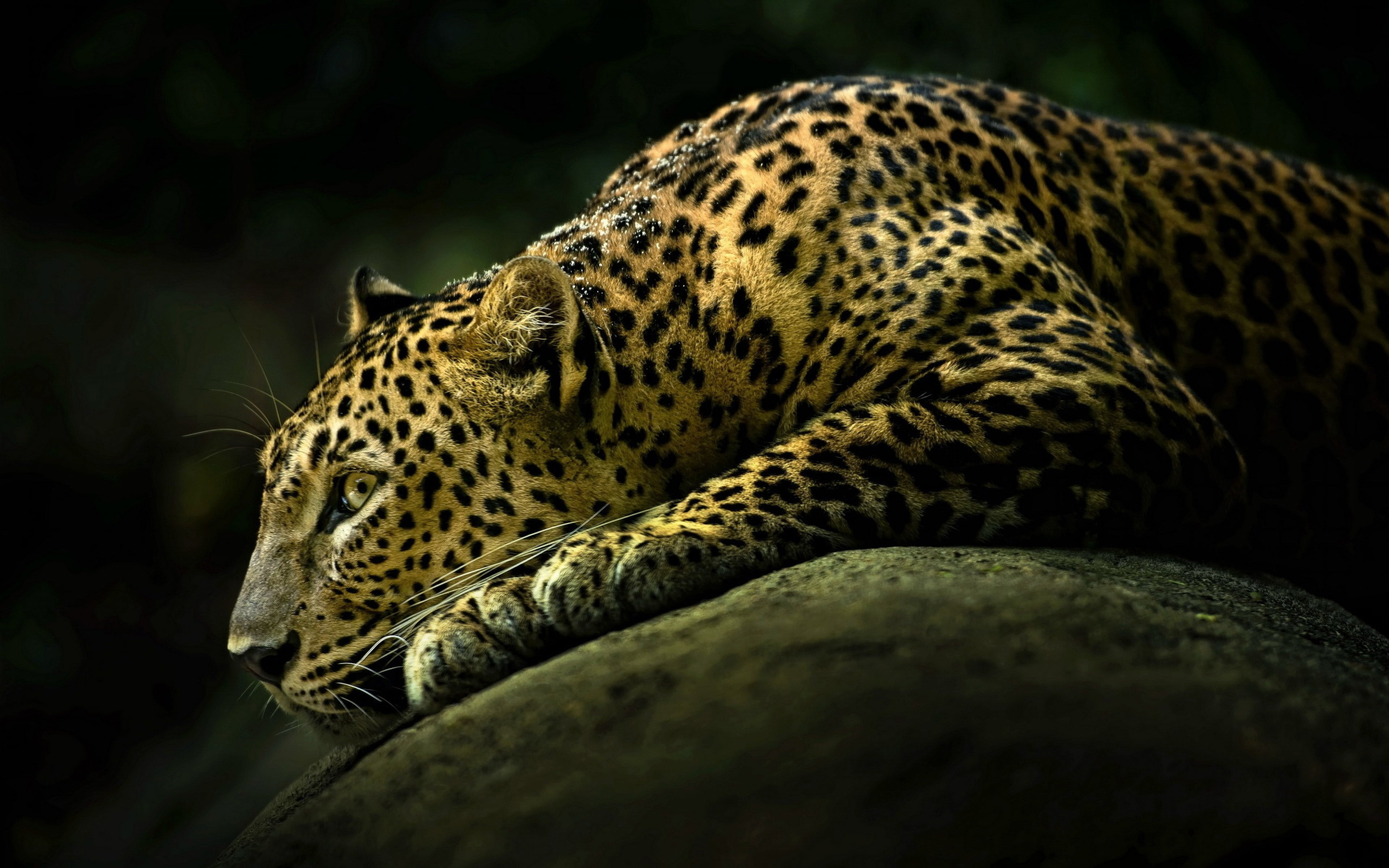animal wildlife, relaxation, lying, rock, feline, undomesticated cat, tree, whisker, one animal, animals in the wild, animal markings, ready, animal, spotted, HD Wallpaper