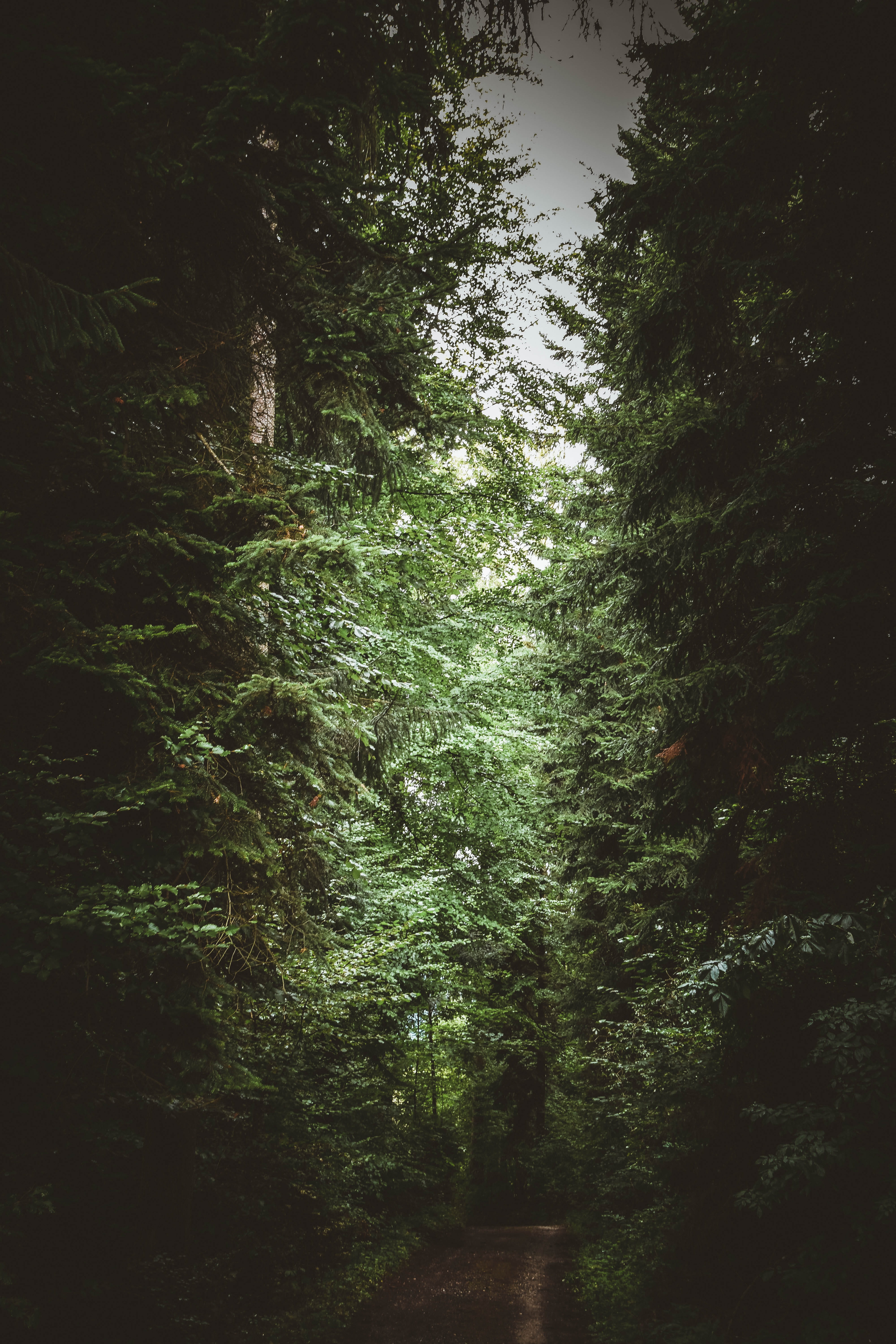 scenics - nature, austria, trail, no people, tree, tranquil scene, schwoich, green color, day, the way forward, tranquility, beauty in nature, direction, Phone HD Wallpaper