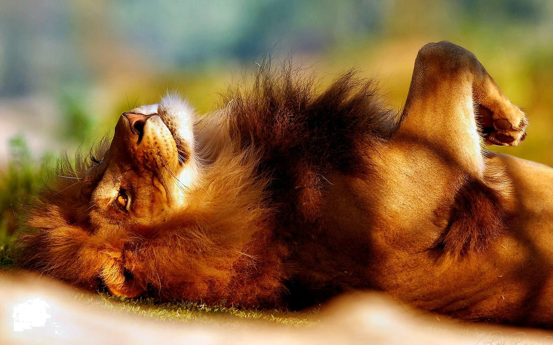 brown, Lion, Cats, mouth open, lion - feline, Cat, wallpaer, close-up, Animal, feline, primate, domestic animals, animal themes, pets, relaxation, day, HD Wallpaper