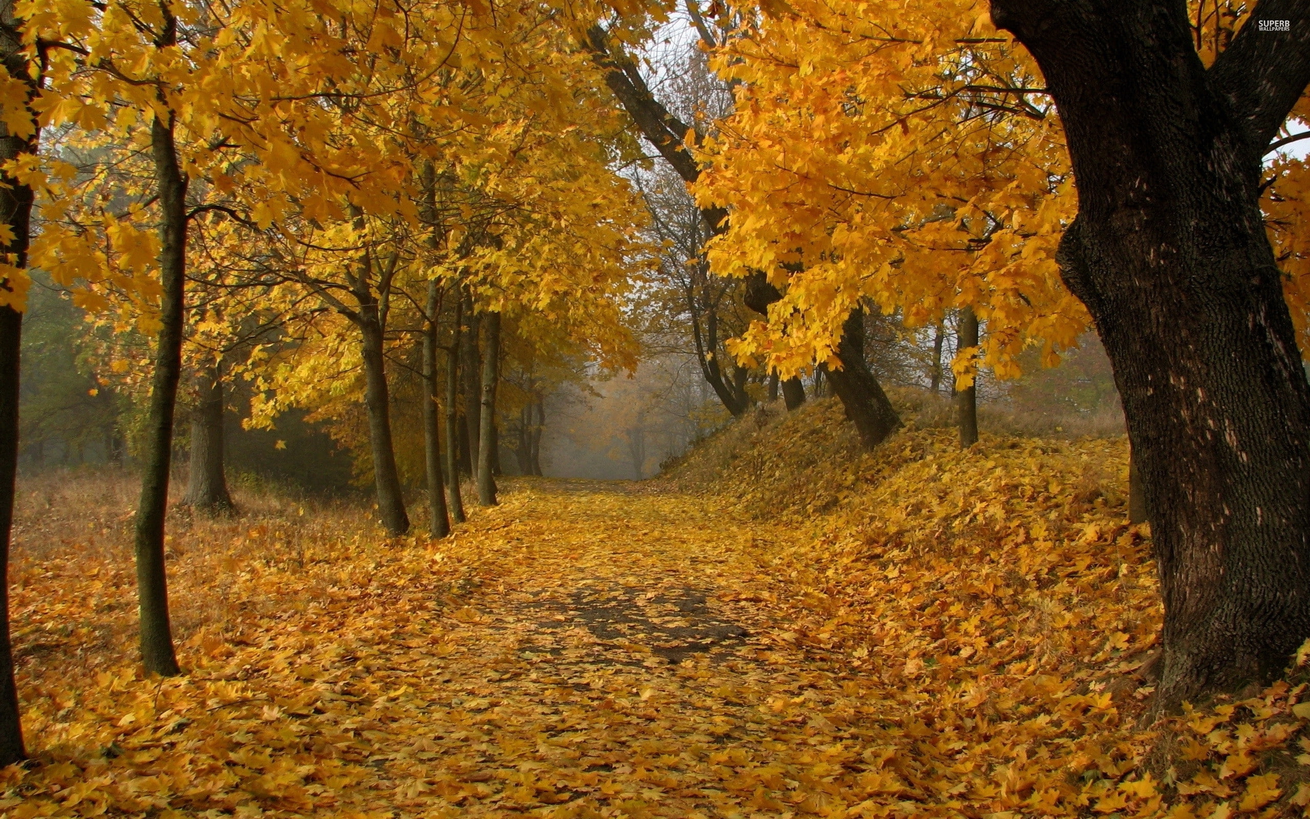 tree, fall, nature, path, hd wallpaers, Forest, autumn, hd nature, 2K, 2560x1600, HD Wallpaper