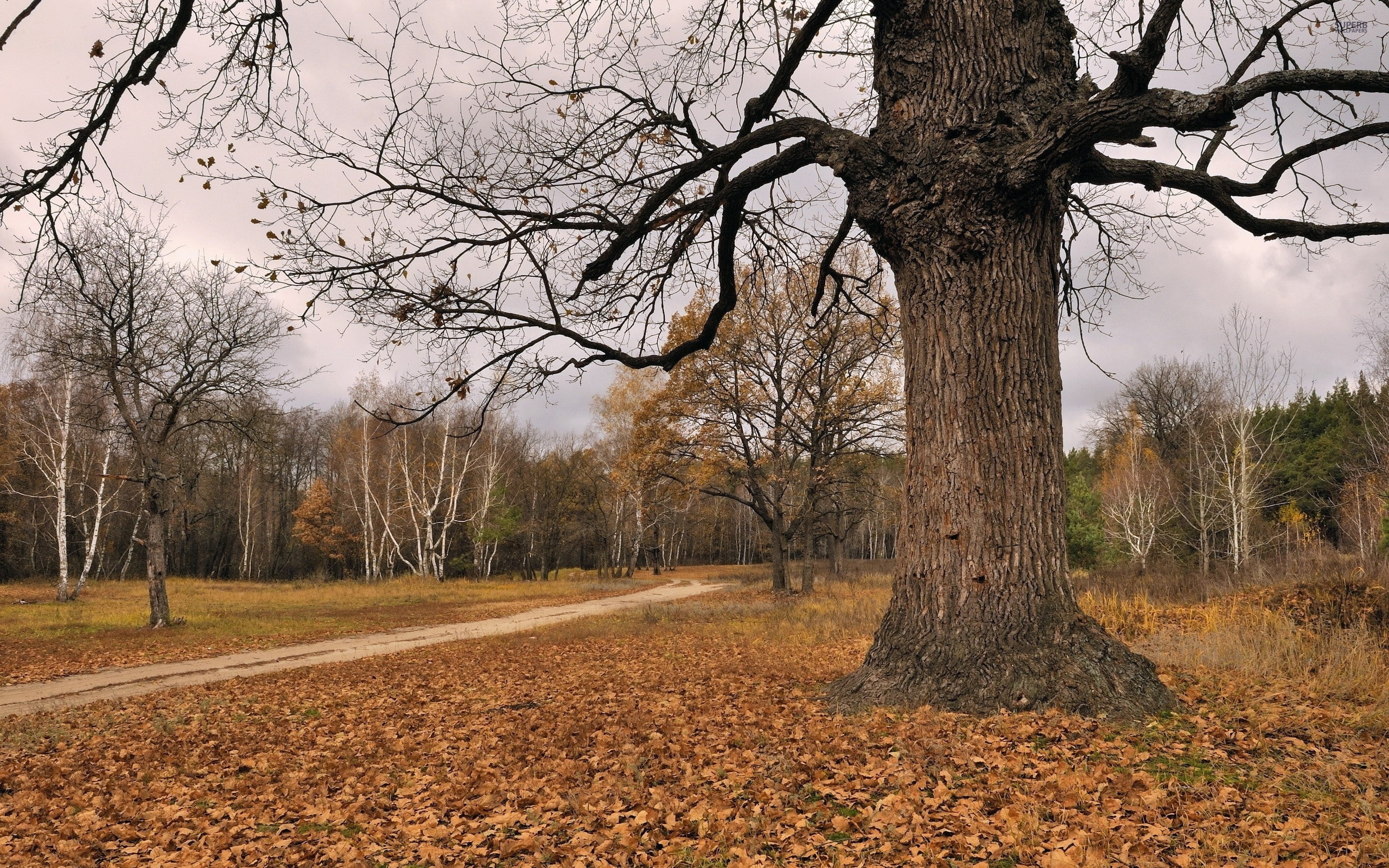 hd nature wallpaers, Forest, autumn, path, tree, sky, fall, nature, 2K, 2560x1600, HD Wallpaper