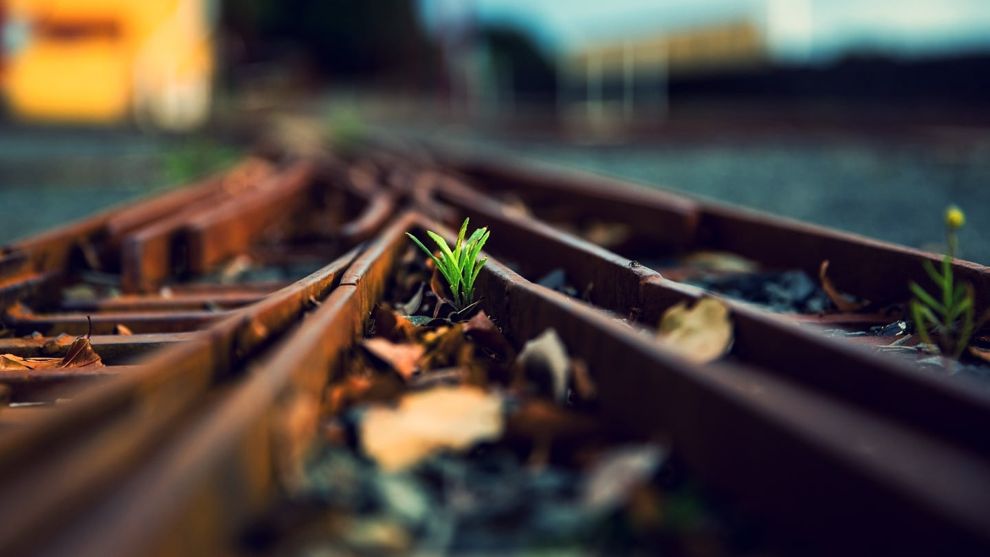 tracks, depth of field, plants, 720P, HD Wallpaper