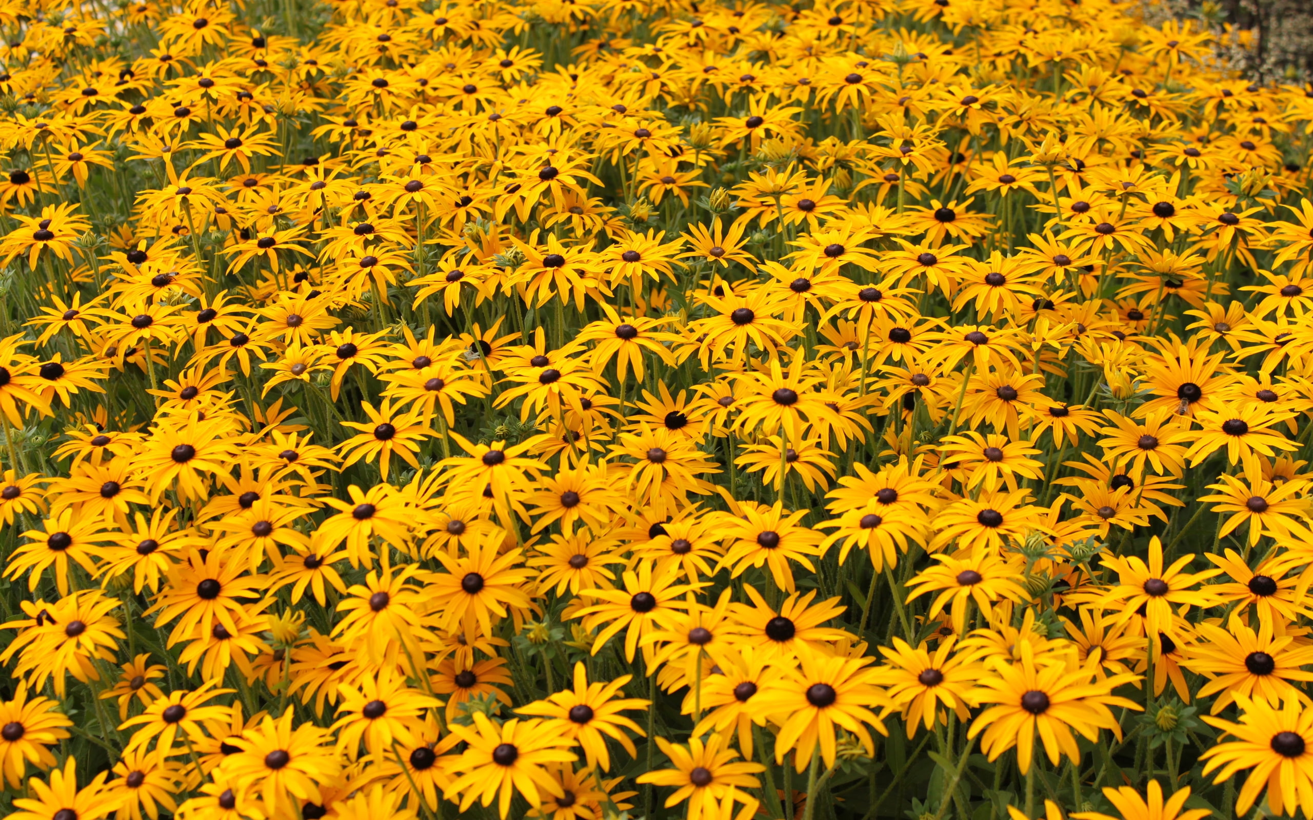 wallpaer, field, hd, rudbeckia, 2K, HD Wallpaper