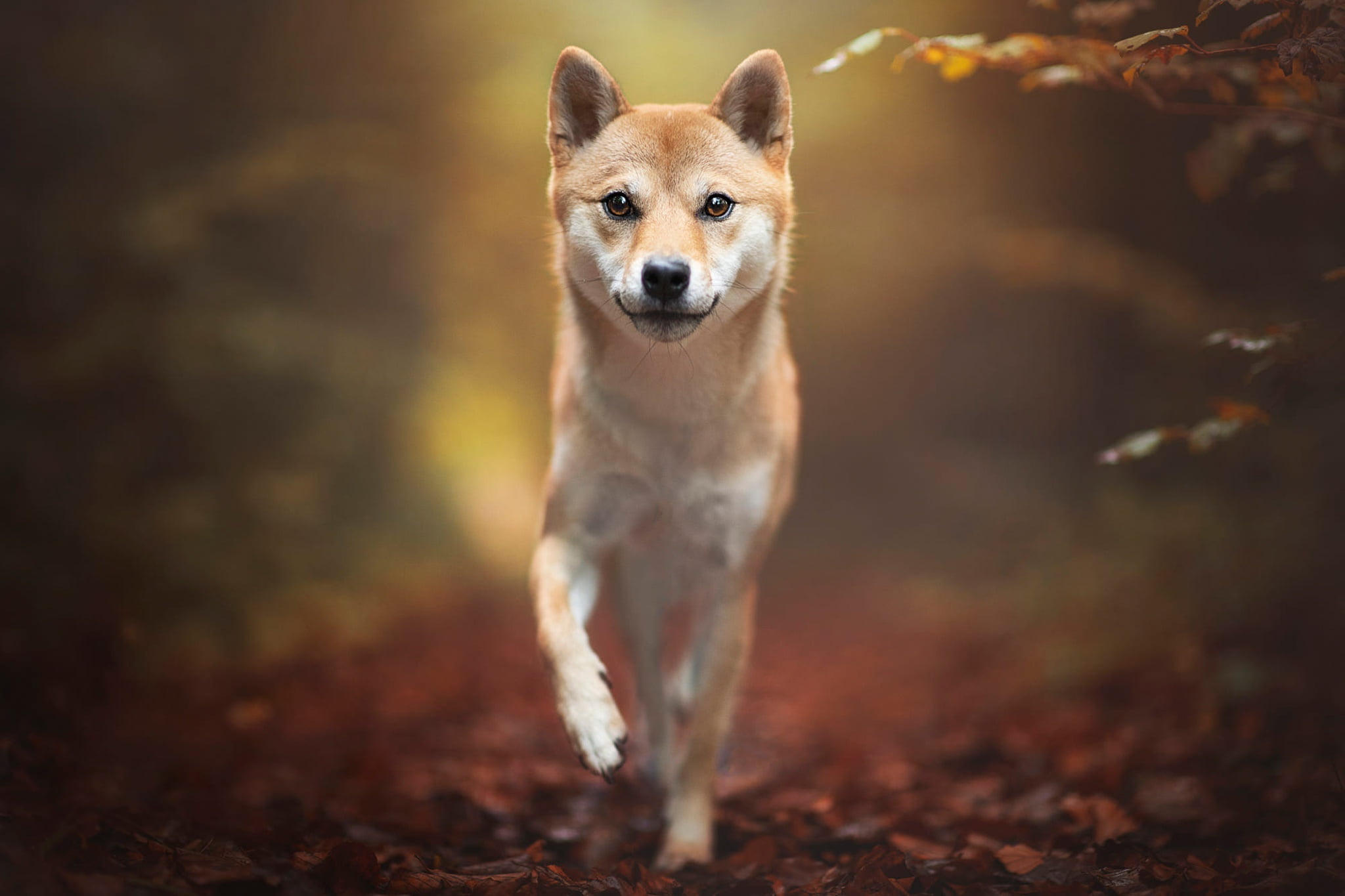 Dogs, Dog, Pet, 1080P, Shiba Inu, HD Wallpaper