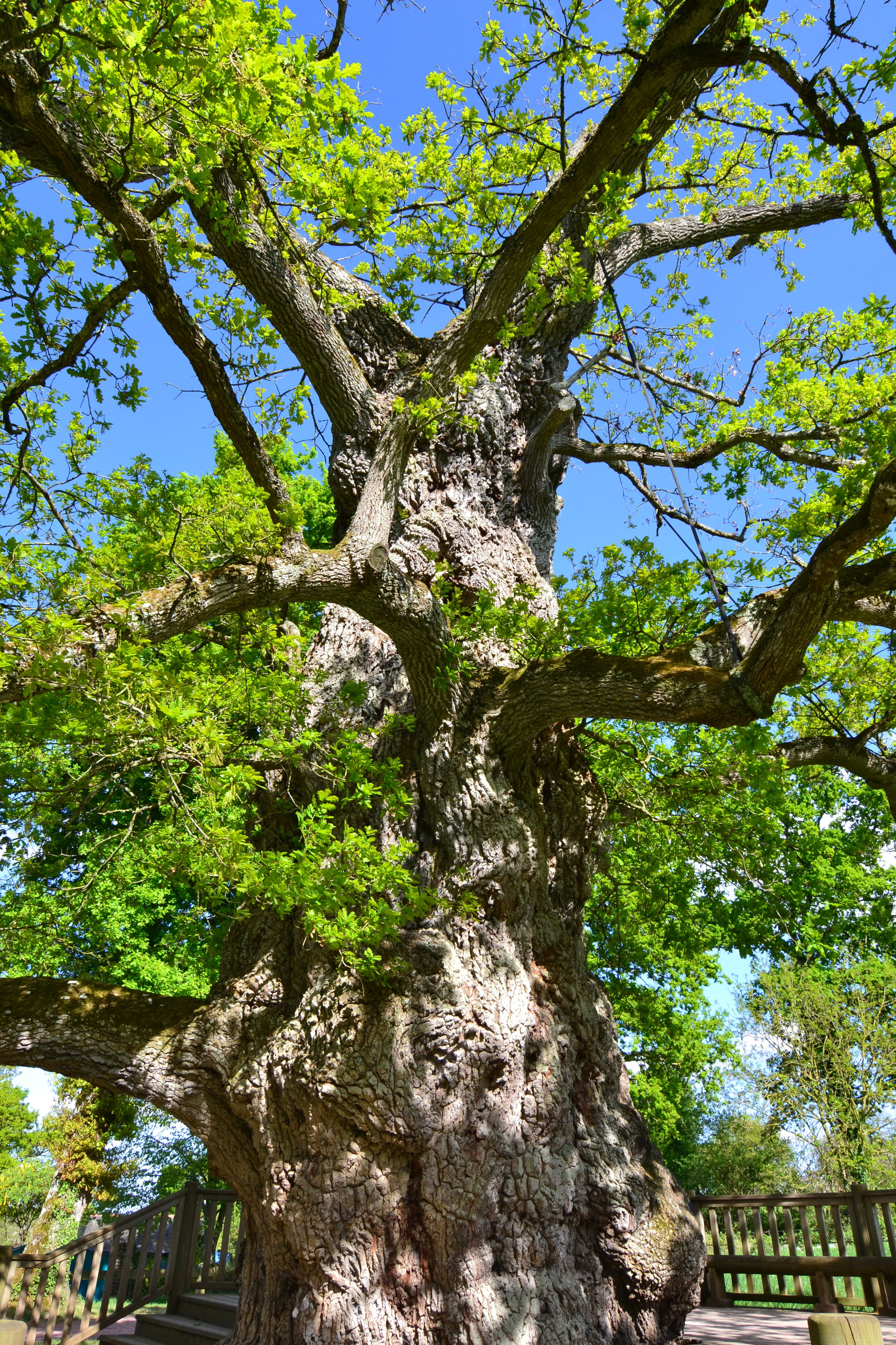 growth, sky, branch, day, bark, beauty in nature, brittany, sunlight, old oak, oak, trunk, forest, tree, plant, no people, outdoors, tranquility, old tree, Phone HD Wallpaper
