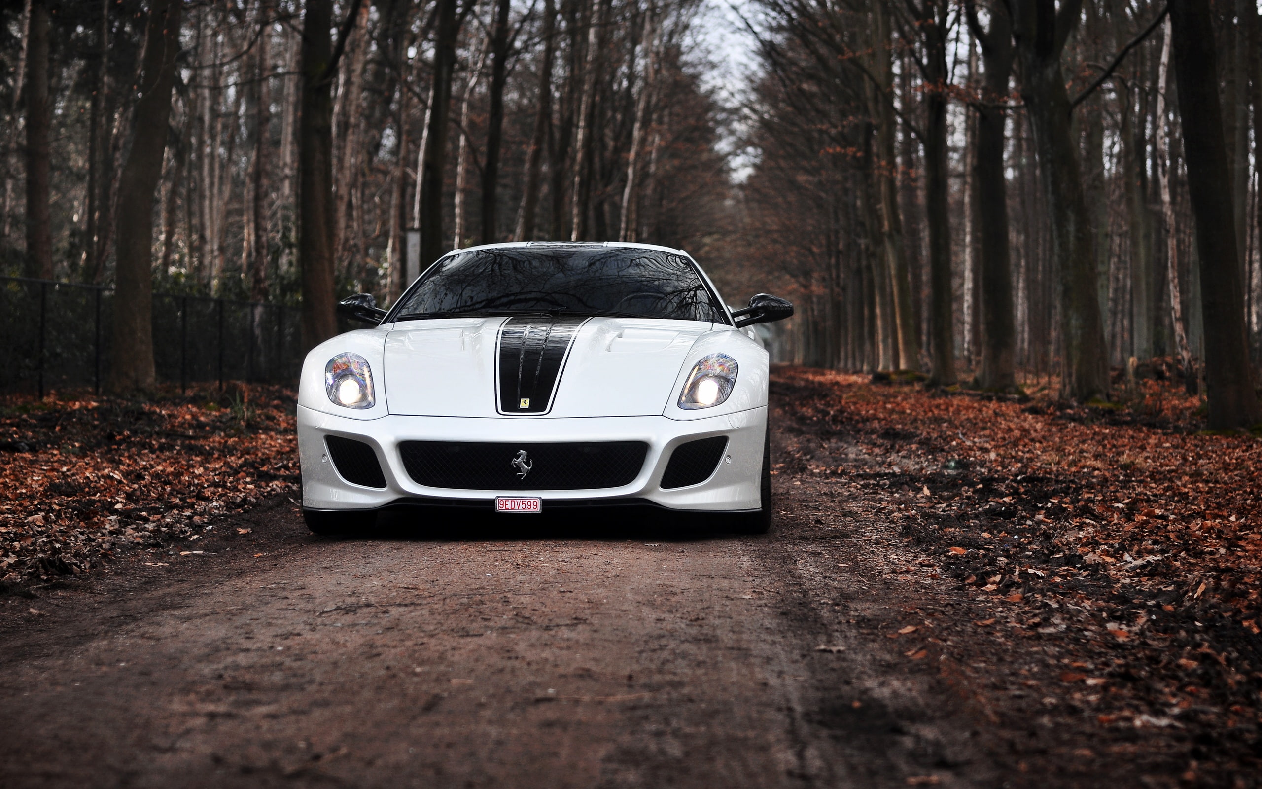 Road, Supercar, gto, 2K, Trees, Autumn, White, Ferrari, HD Wallpaper