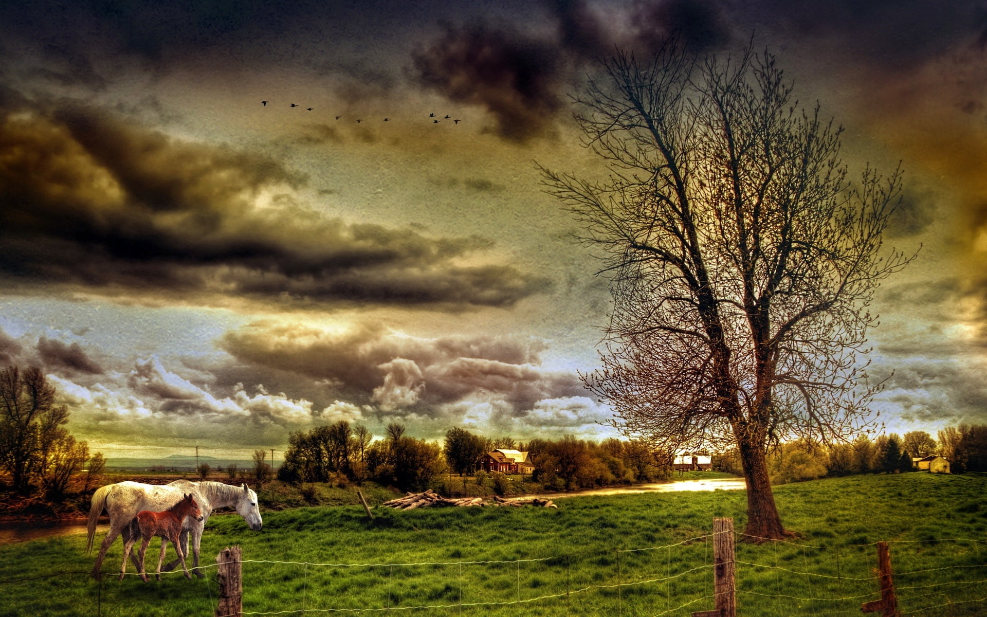 Trees, 1080P, Field, HDR, Farm, Horses, Style, Clouds, House, HD Wallpaper
