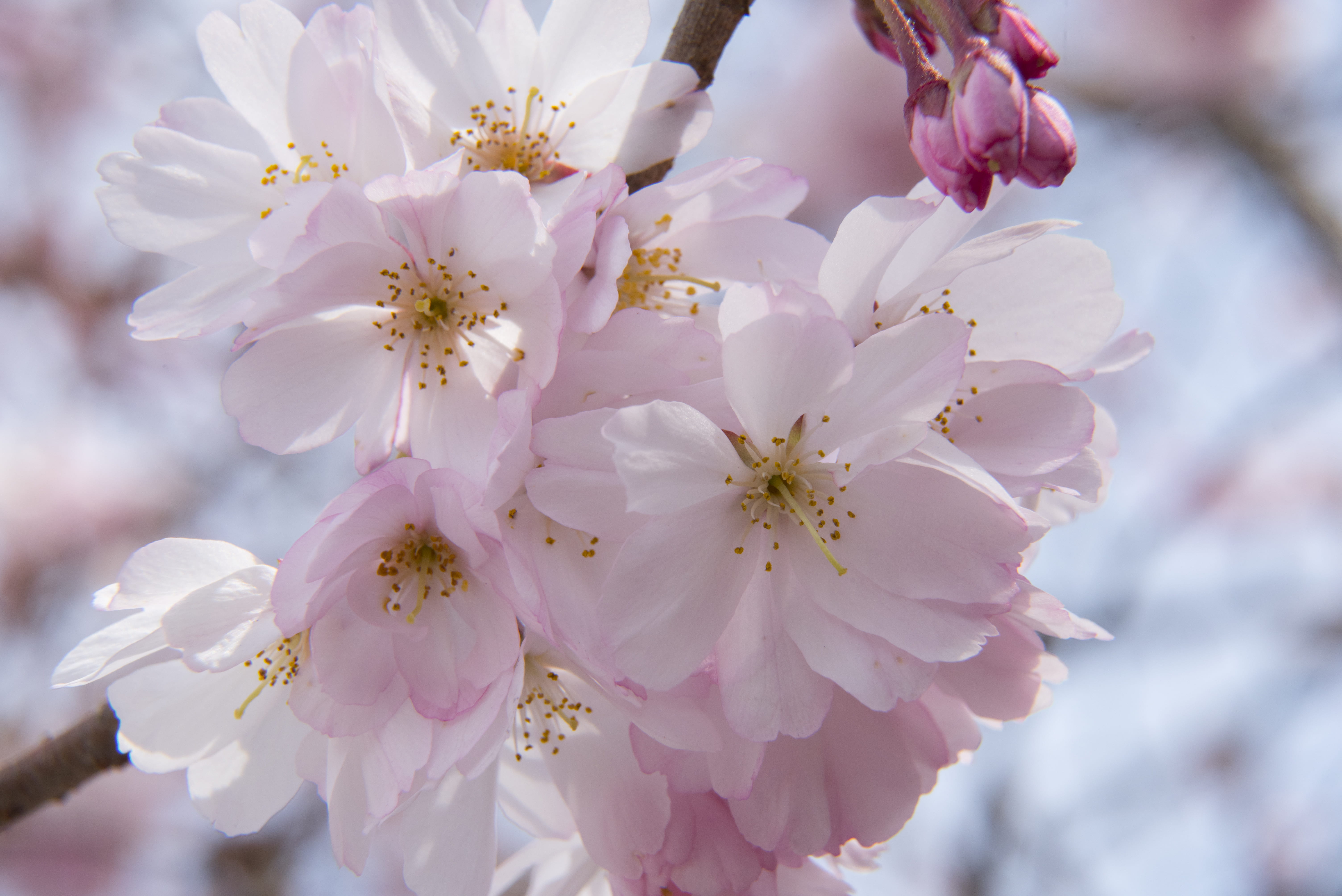 petal, flower, closeup, petaled, foral, flowers, pollen, nature, 5K, cherry tree, selective, growth, springtime, no people, vulnerability, bunch of flowers, HD Wallpaper