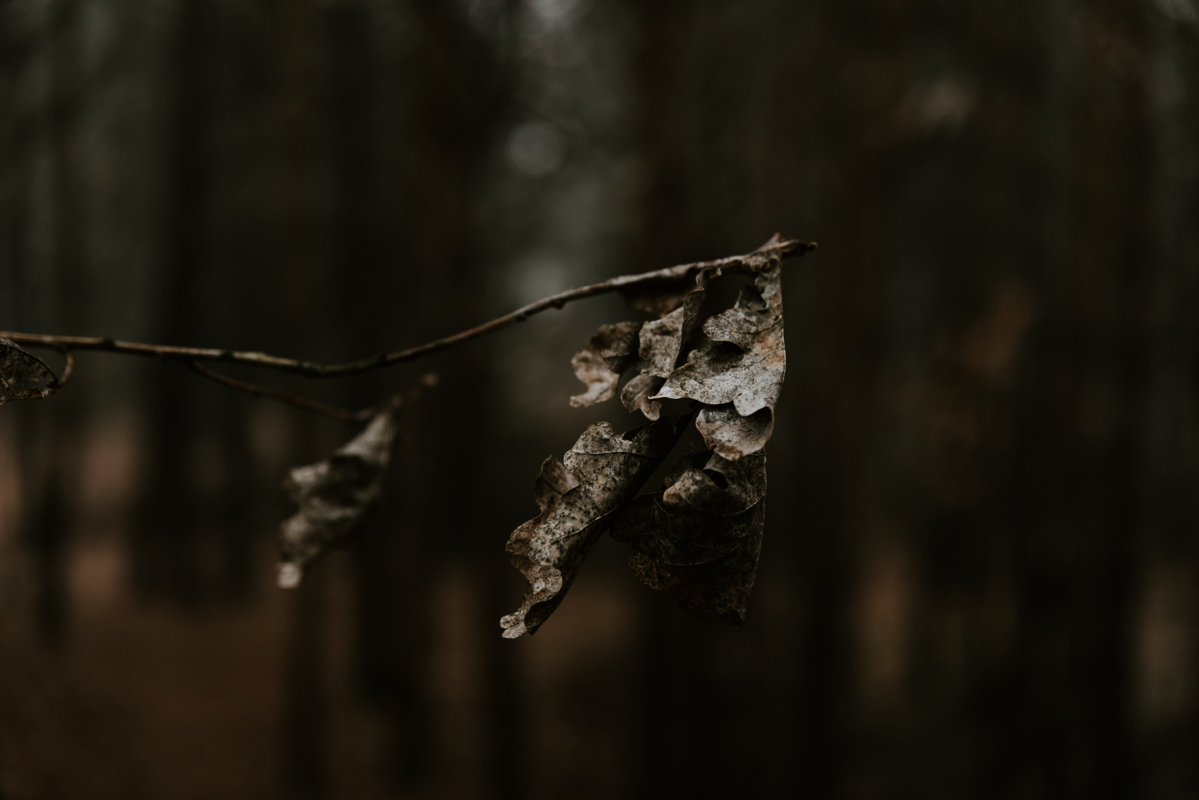 wander, day, decay, explore, ice, 4K, dry, dried, withered, leaves, deca, plant, animal, cold, close-up, nature, winter, cold temperature, insect, fall, HD Wallpaper