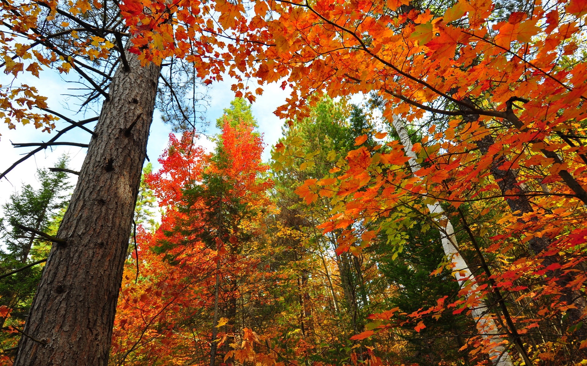 Maple, Leaves, Red, Forest, 1080P, Trees, Autumn, Trunk, HD Wallpaper
