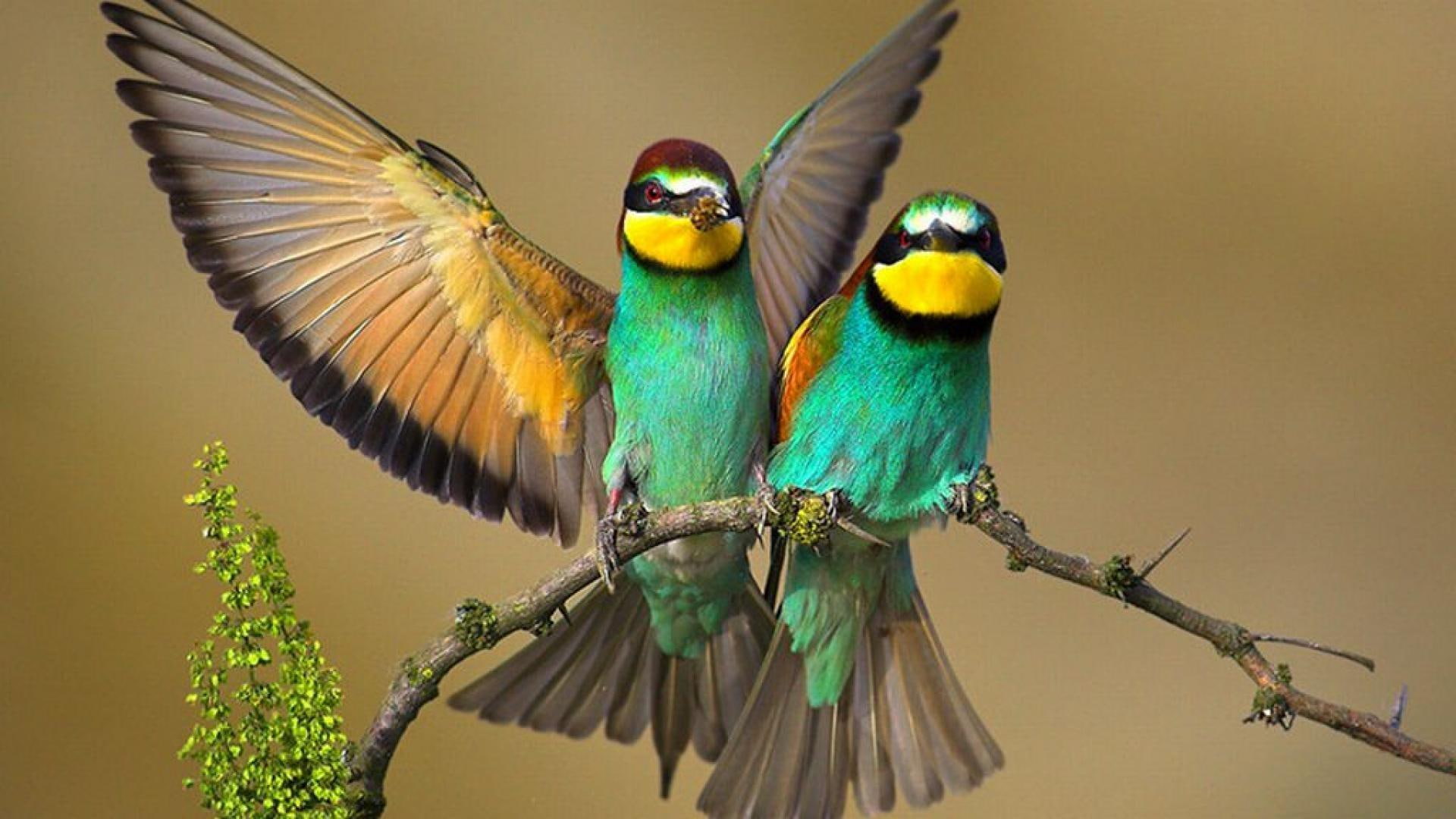 1080P, wings, birds, branch, feather, HD Wallpaper