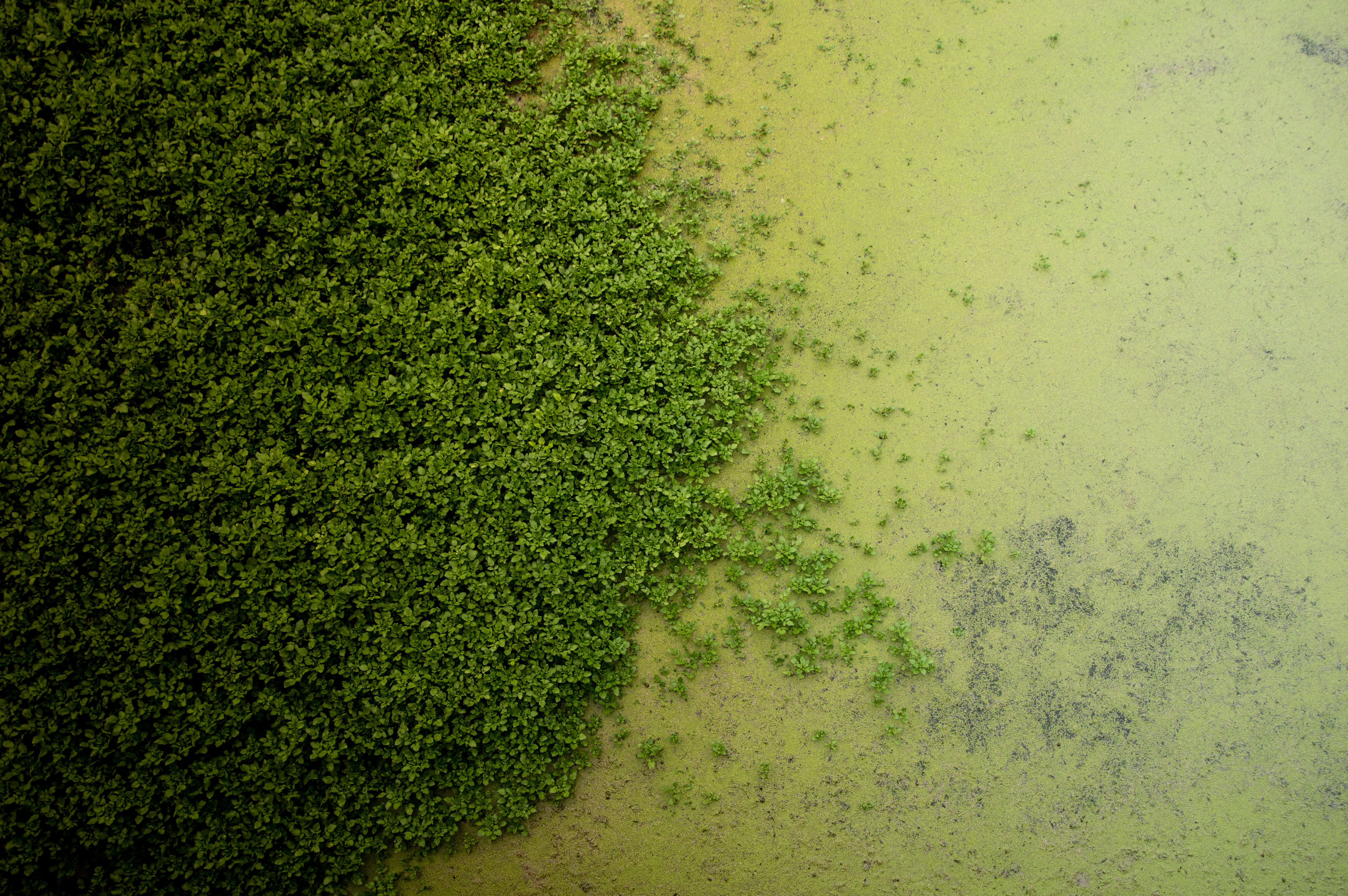 green color, grass, green, mediation, swamp, aquatic plants, no people, background, tranquility, plant, tree, high angle view, day, 5K, field, hedge, growth, HD Wallpaper