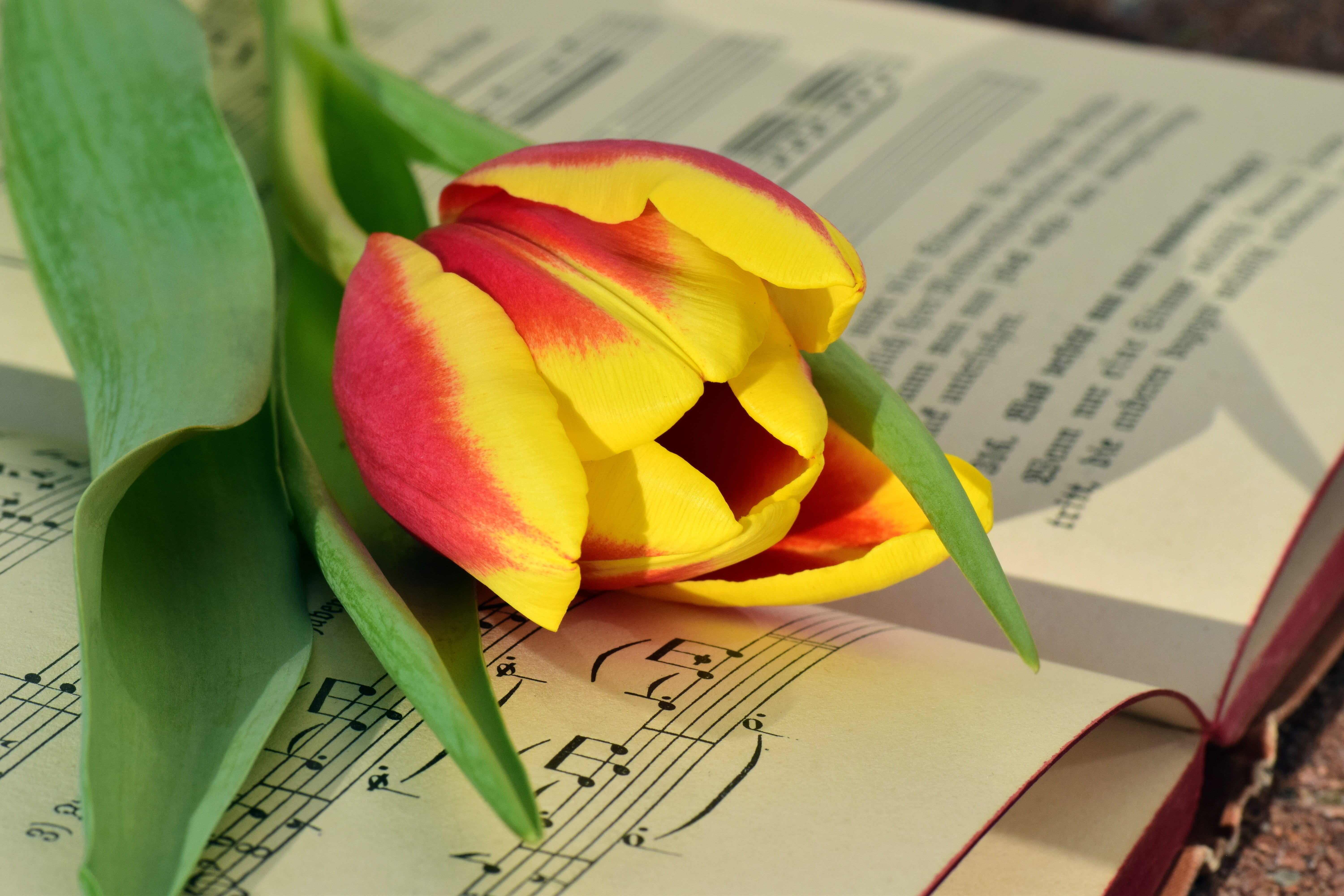 pitched, red, plant, small group of objects, flower head, close-up, freshness, petal, tulip, bloom, vulnerability, romantic, tulpenbluete, publication, HD Wallpaper