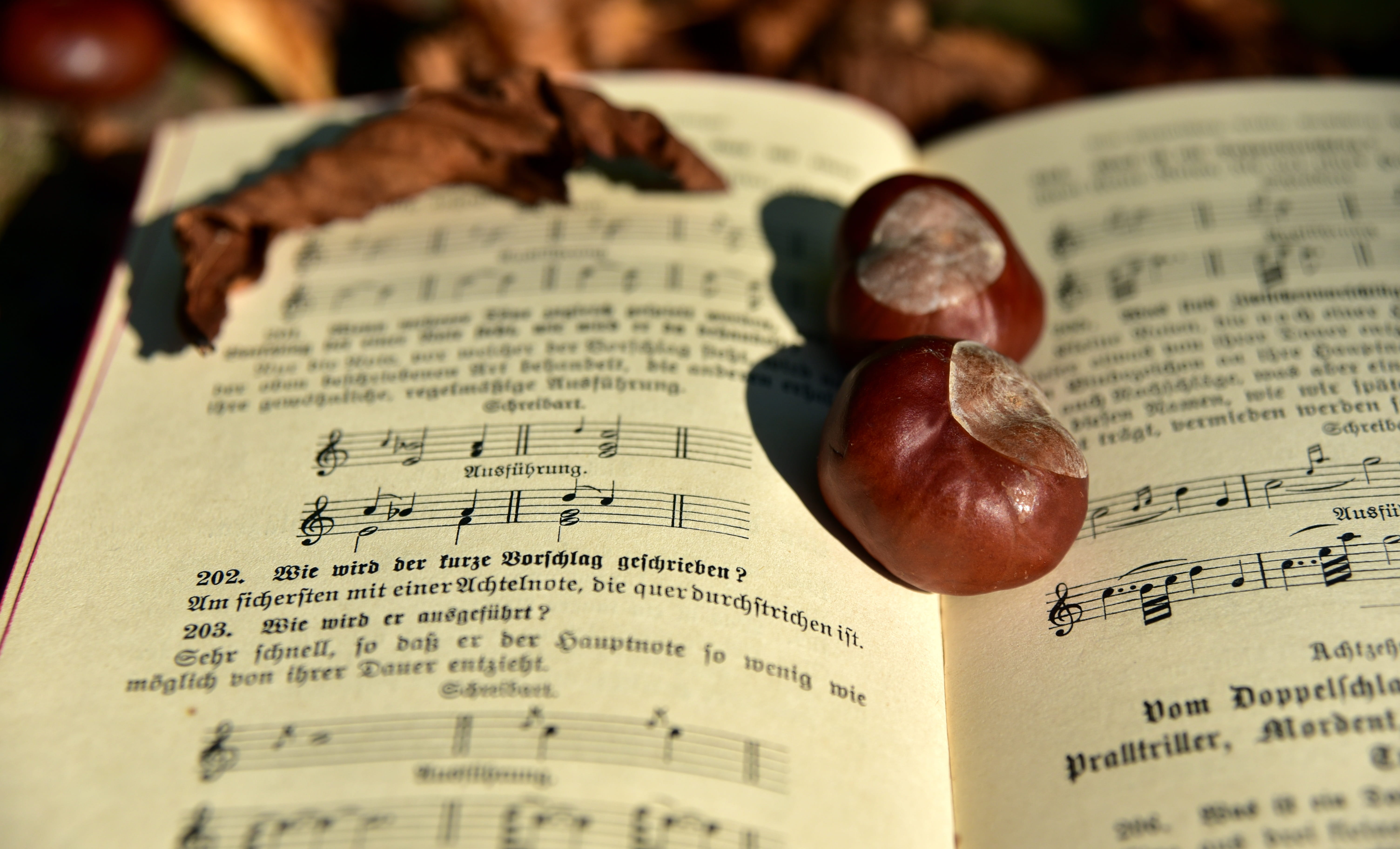 chestnut, 5K, past, non-western script, mood, fall foliage, publication, autumn, freshness, close-up, time, song book, music, food, buckeye, old, red, HD Wallpaper
