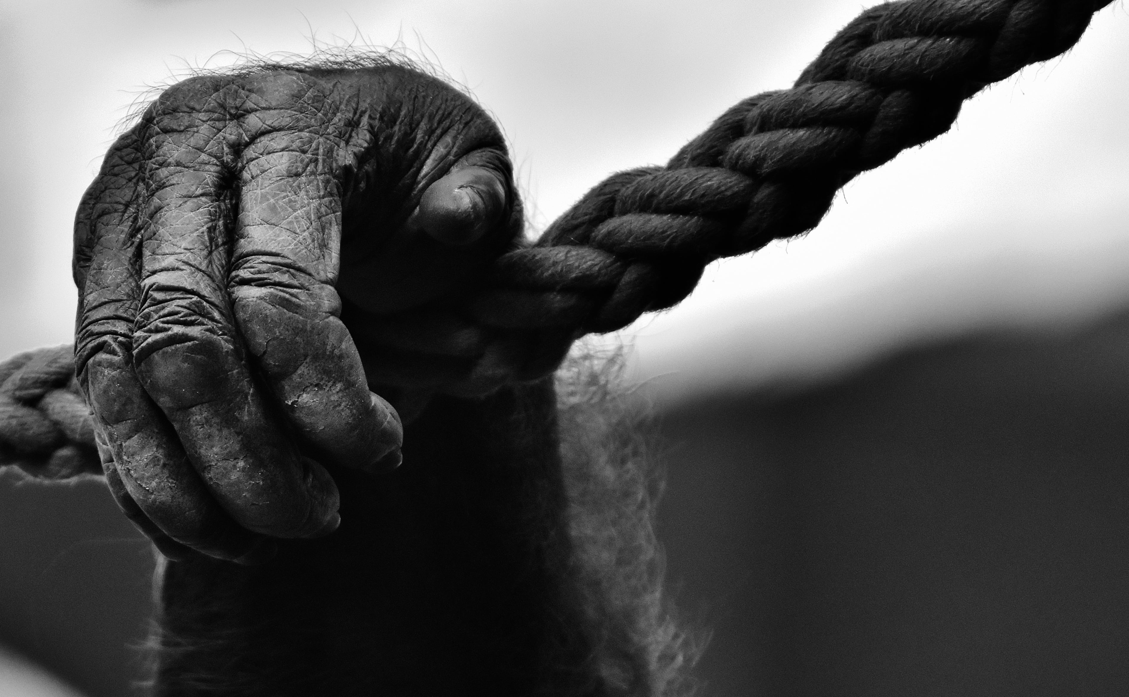 rope, hand, adult, photo, water, wildlife photography, sport, human hand, tierpark hellabrunn, holding, grayscale, monkey, gorilla, nature, fist, finger, HD Wallpaper