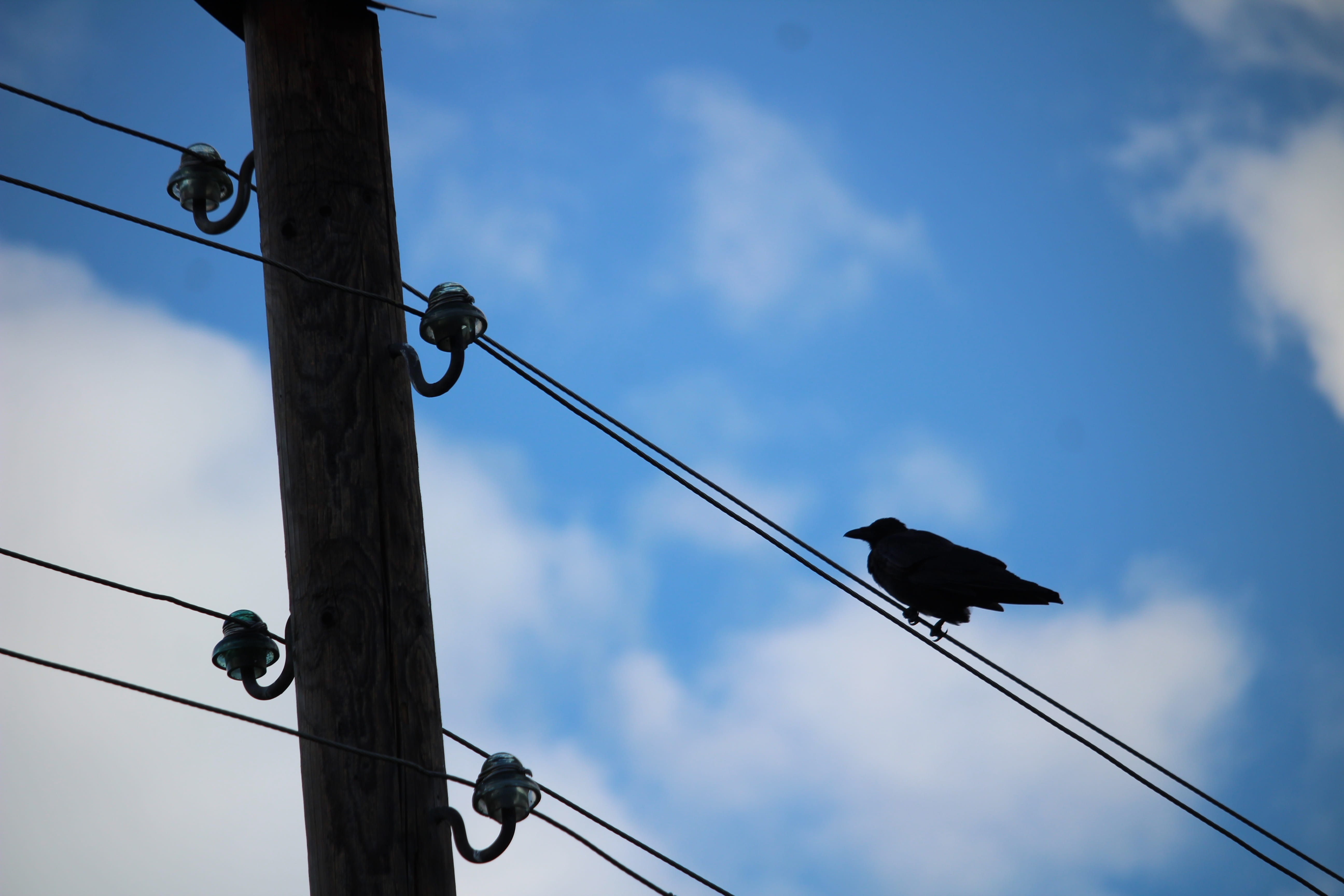 cable, day, telephone pole, low angle view, cloud - sky, clouds, vertebrate, power supply, telephone line, outdoors, bird, perching, sky, animal wildlife, HD Wallpaper