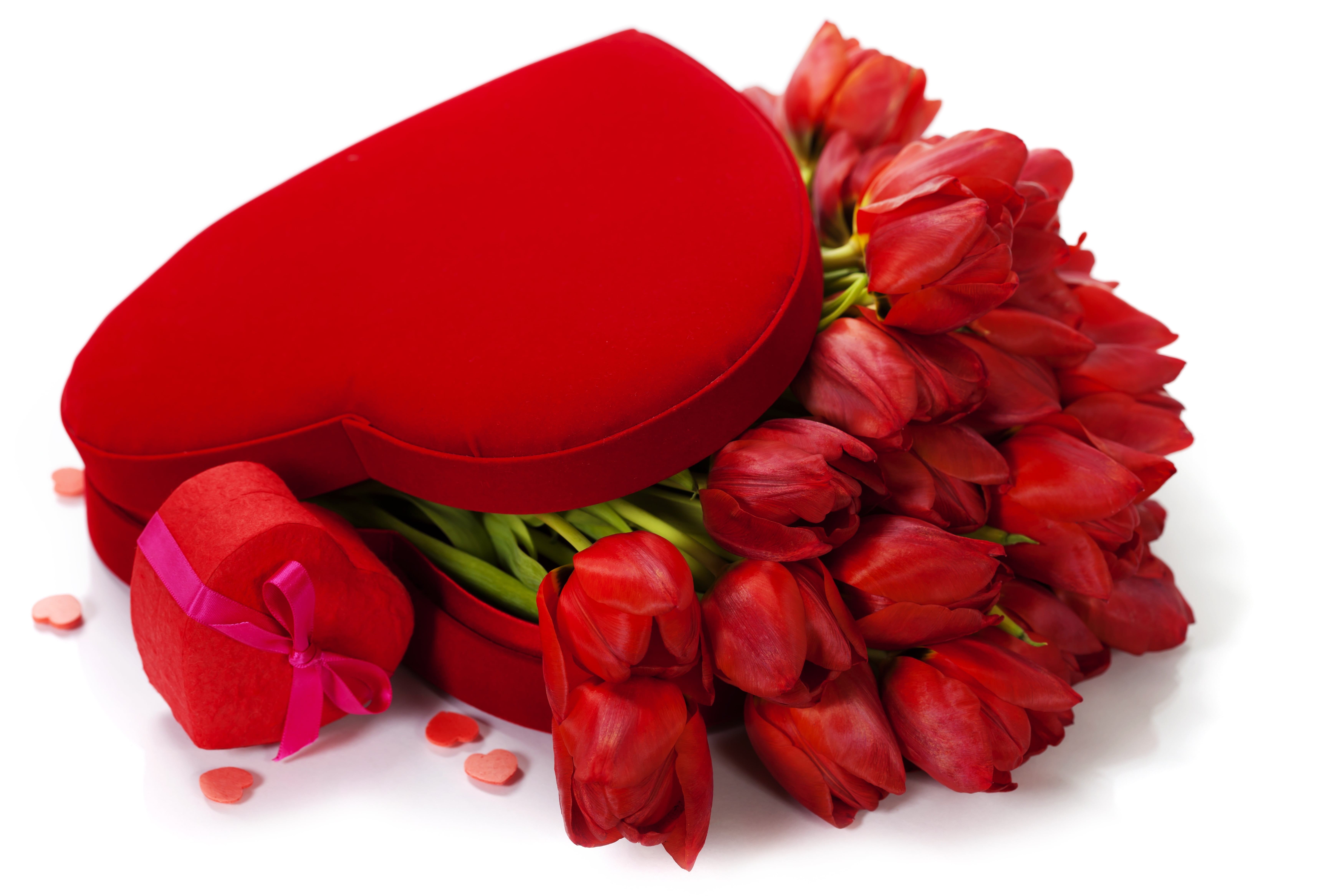 heart Shape, valentines Day, inflorescence, isolated, flower, tulips, rose, wedding, white, white Background, flowering plant, backgrounds, 5K, vulnerability, HD Wallpaper