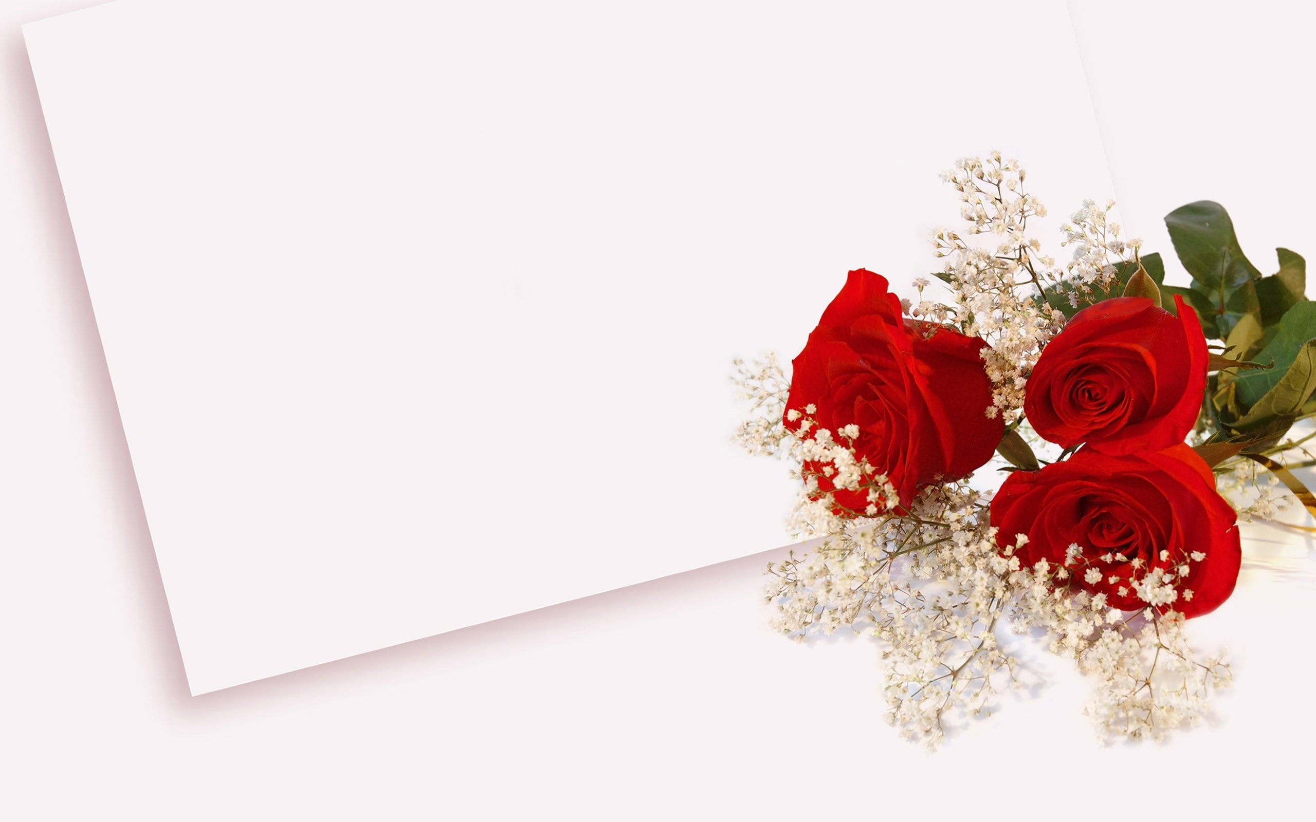 studio shot, Envelope, Roses, rose - flower, Lie, flower head, event, flower arrangement, white color, dating, white background, celebration, positive emotion, HD Wallpaper