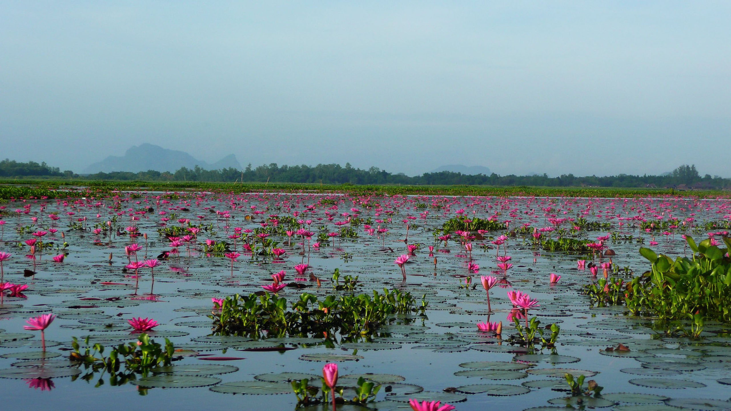 2K, thailand, noi, red, hd, lotuses, landscape, thale, lake, HD Wallpaper