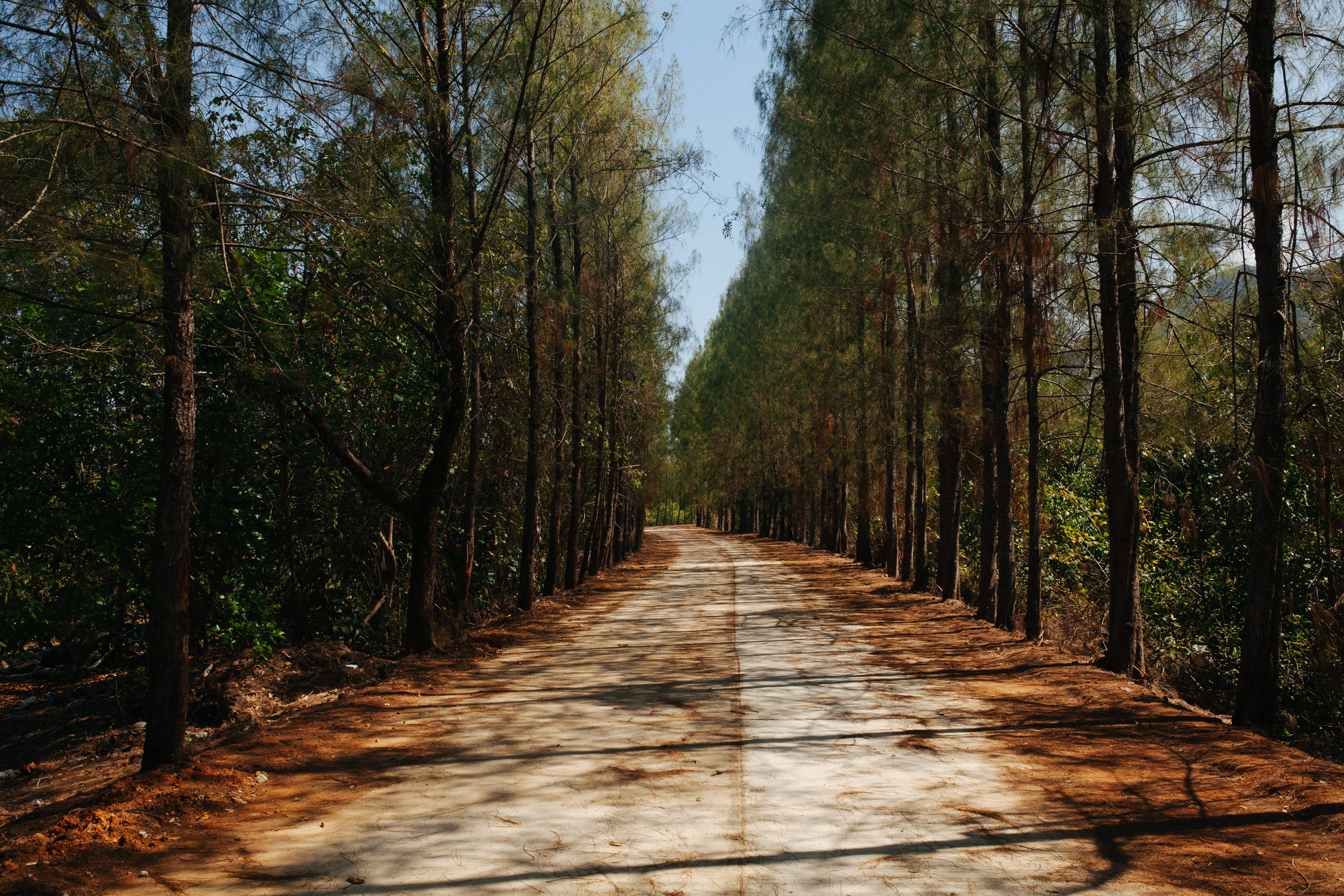 outdoors, tranquil scene, forest, wood - material, non-urban scene, 5K, wood, long, plant, diminishing perspective, growth, direction, trunk, nature, thailand, HD Wallpaper