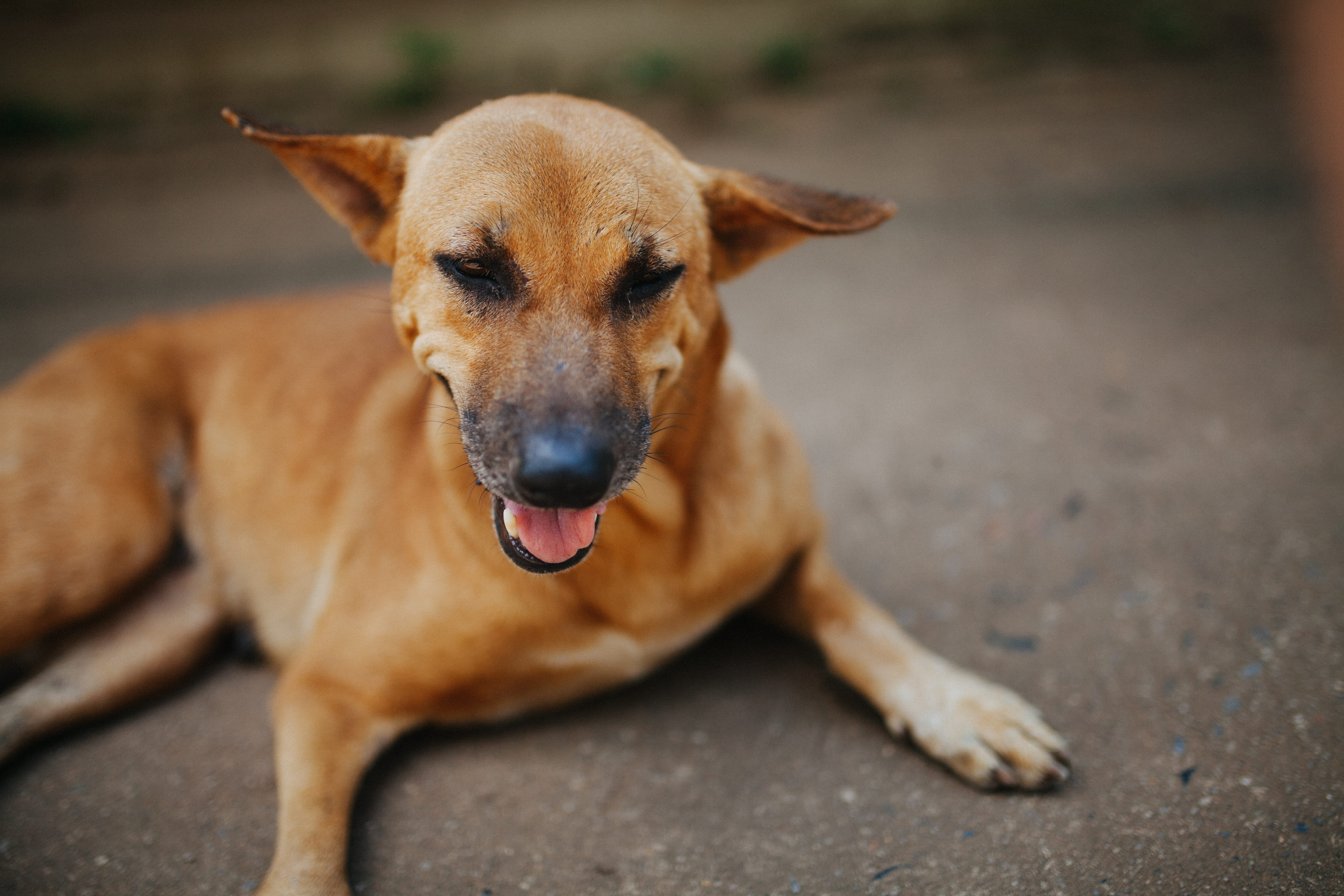 brown, pet, facial expression, krabi noi, panting, domestic, mouth, dog, portrait, no people, thailand, lying down, pets, looking at camera, vertebrate, HD Wallpaper