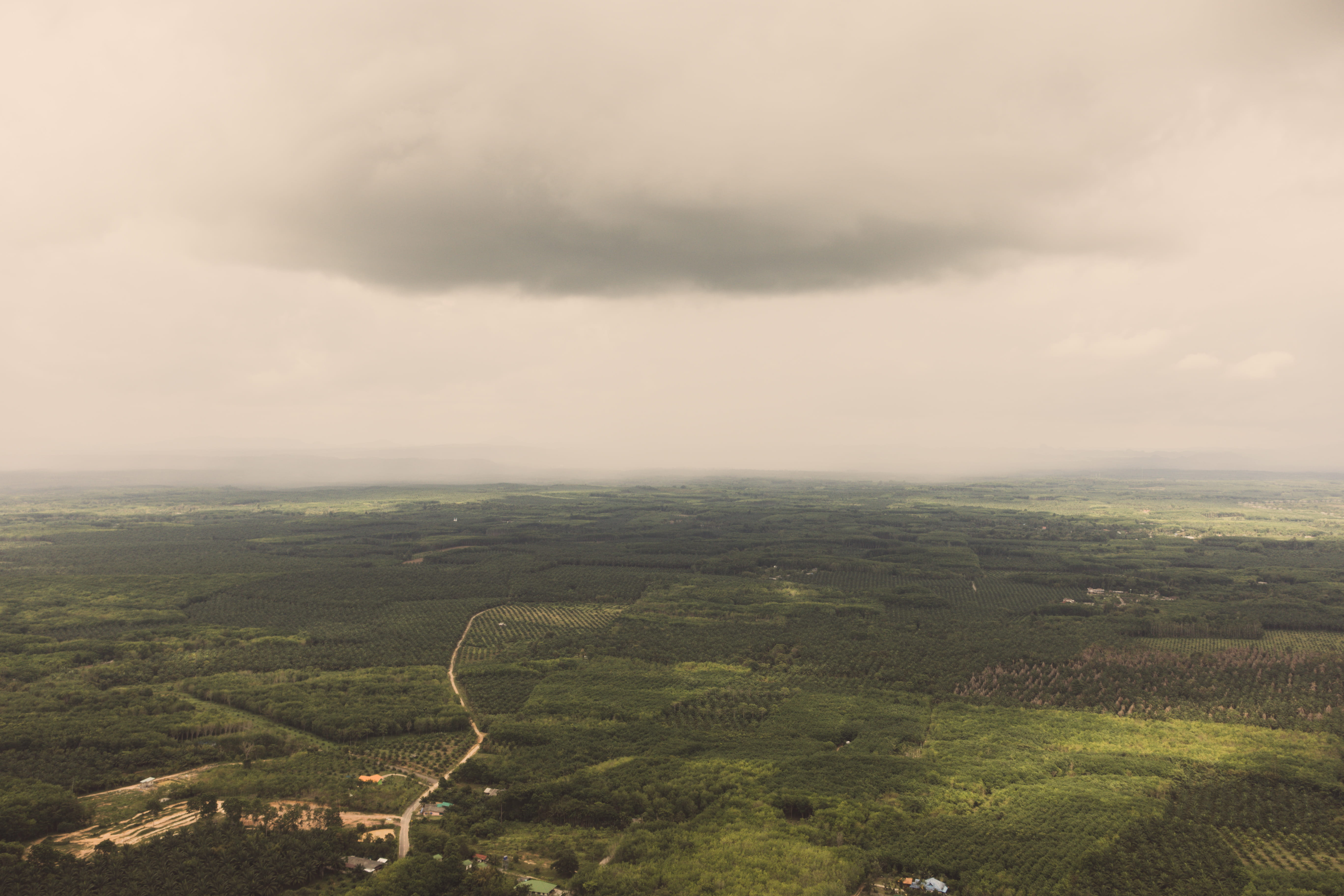 green color, landscape, day, dirt road, nature, 5K, tropical, cloud - sky, idyllic, outdoors, road, beauty in nature, tambon krabi noi, palm trees, tranquility, HD Wallpaper