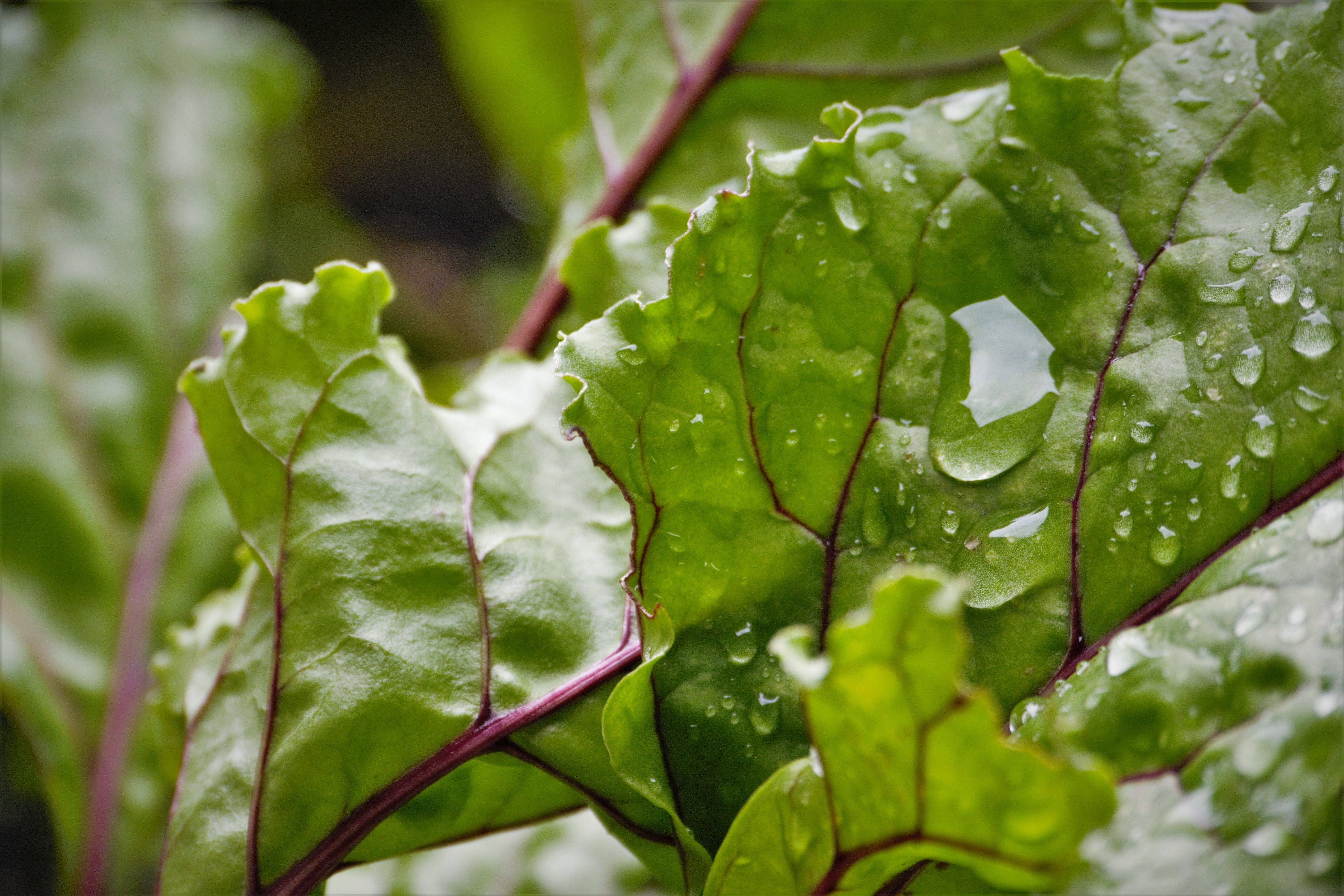 beetroot, vegetable, nature, purity, drop, raindrop, growth, day, leaves, wet, dew, water, 4K, freshness, plant part, rain, garden, food, focus on foreground, HD Wallpaper