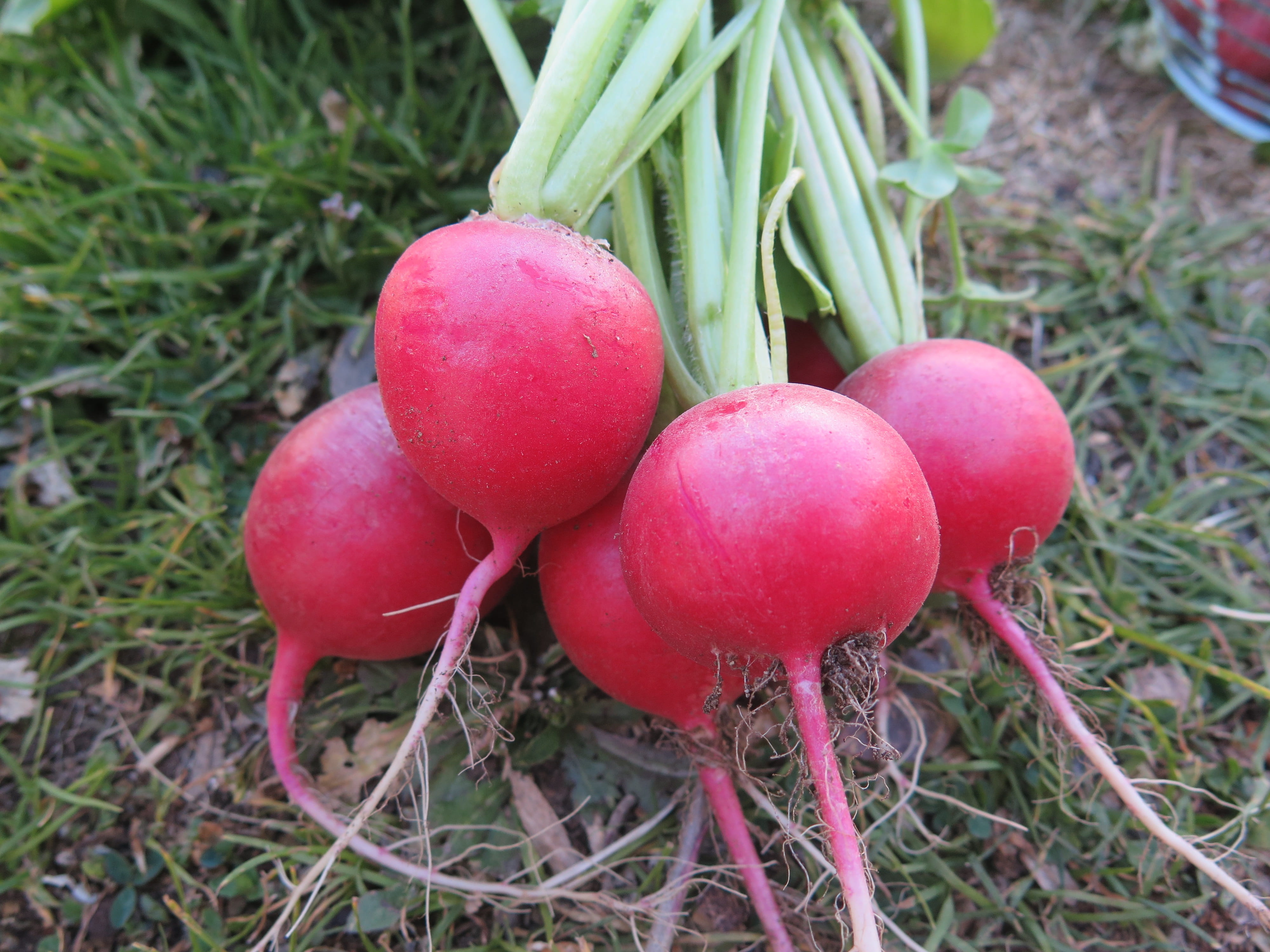 garden, grass, food and drink, root, nature, growth, close-up, green color, fruit, 4K, beetroot, vegetable, red, day, field, freshness, wellbeing, outdoors, HD Wallpaper