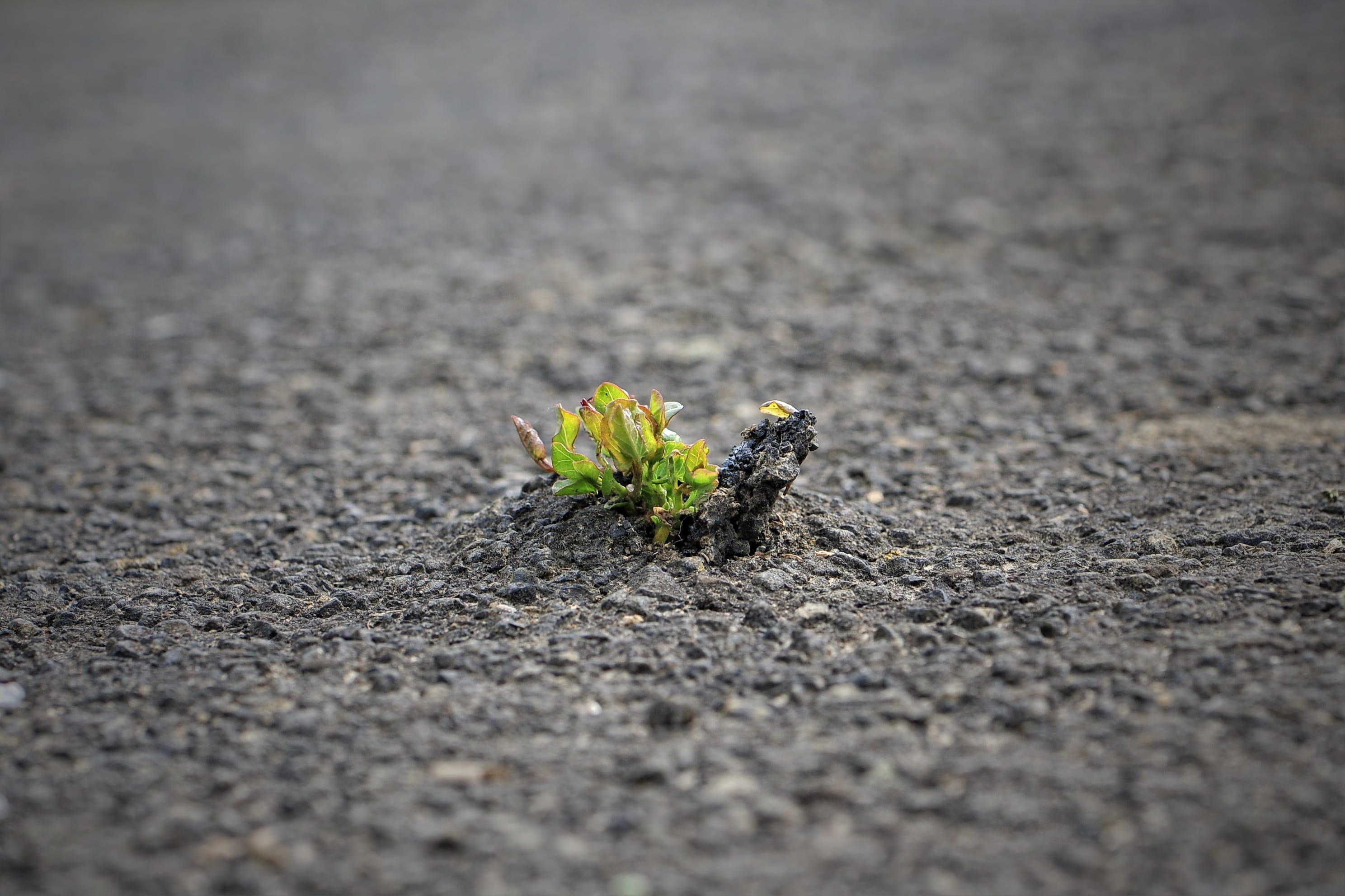 nature, the nature is stronger, breakthrough, photography, flower head, yellow, outdoors, flowering plant, freshness, road, beauty in nature, vulnerability, HD Wallpaper