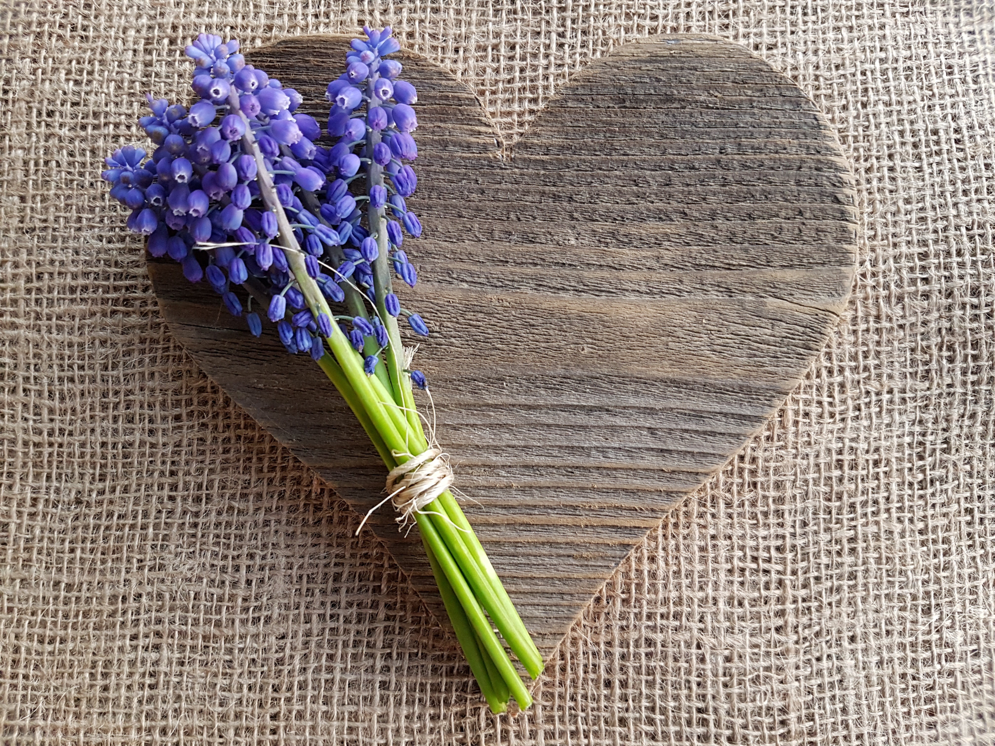 flowers, flower, freshness, purple, beauty in nature, petaled, decoupage, still life, heart, nature, plant, close-up, lavender, flower head, no people, HD Wallpaper