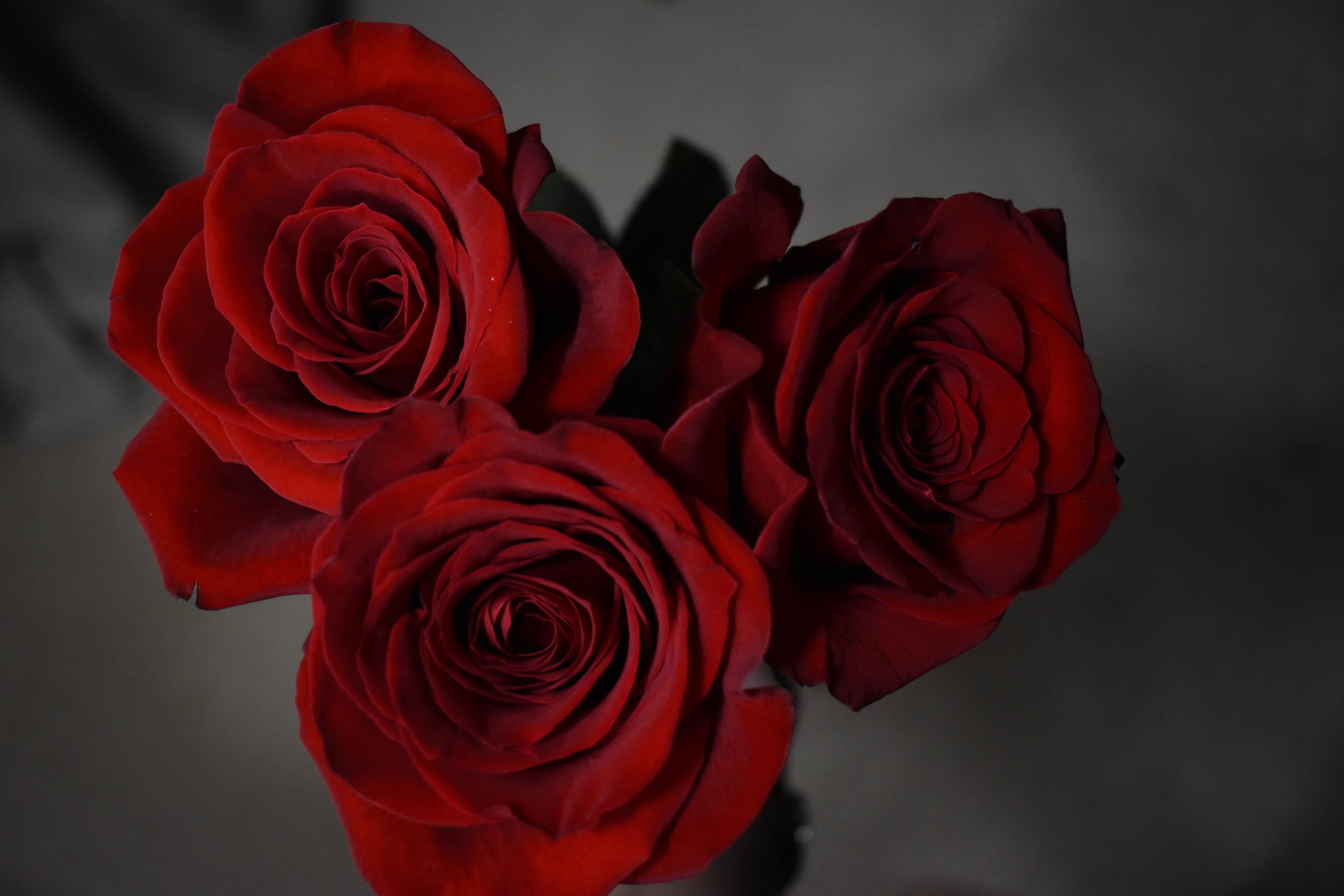 petal, accessories, blossom, rose, valentines day - holiday, jewelry, veins, positive emotion, bunch of flowers, gemstone, nature, silver, indoors, no people, HD Wallpaper