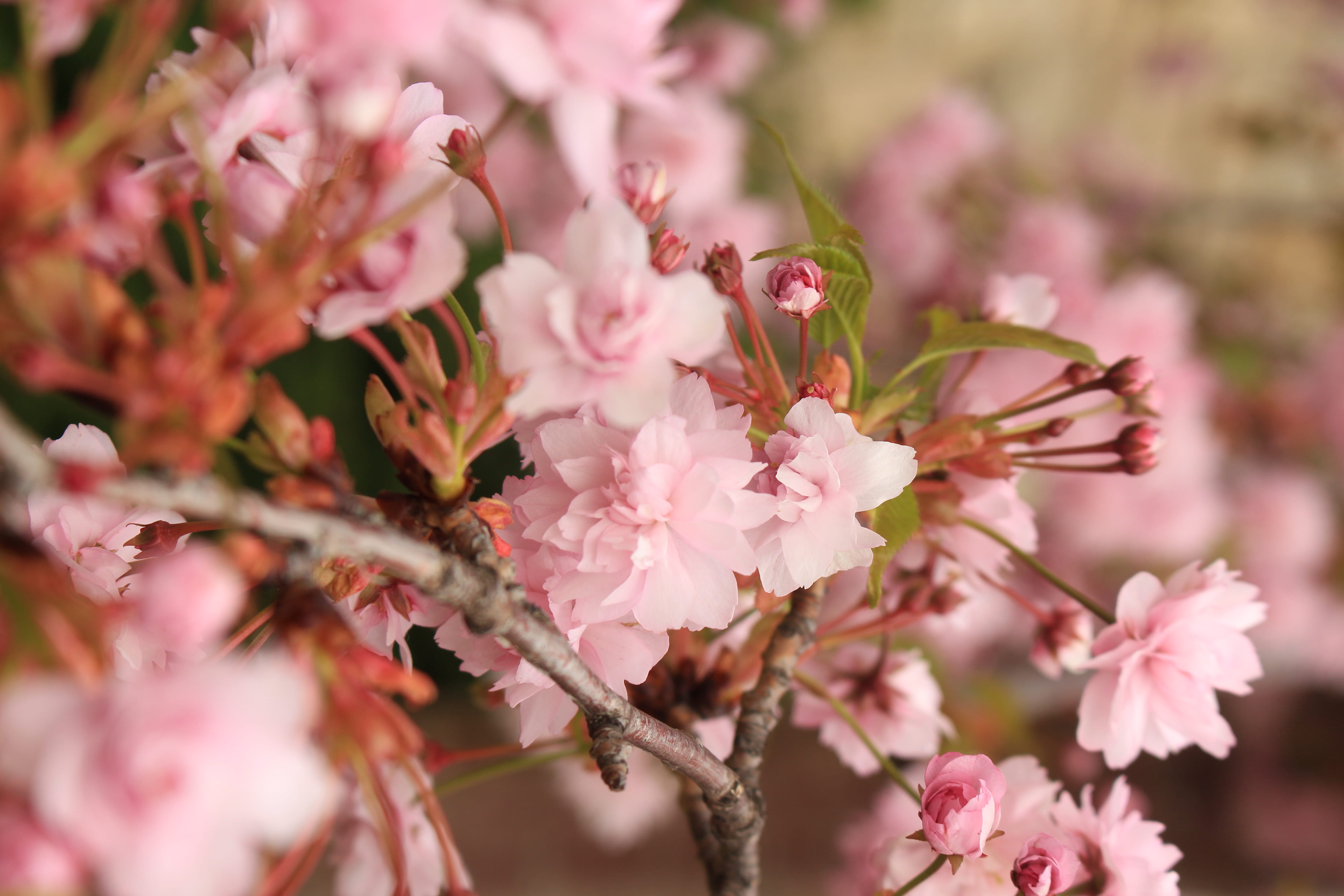 flowers, petal, flower head, pollen, apricot, pink color, cherry blossom, spring, flower, blossom, rose, produce, orchid, no people, musical instrument, HD Wallpaper