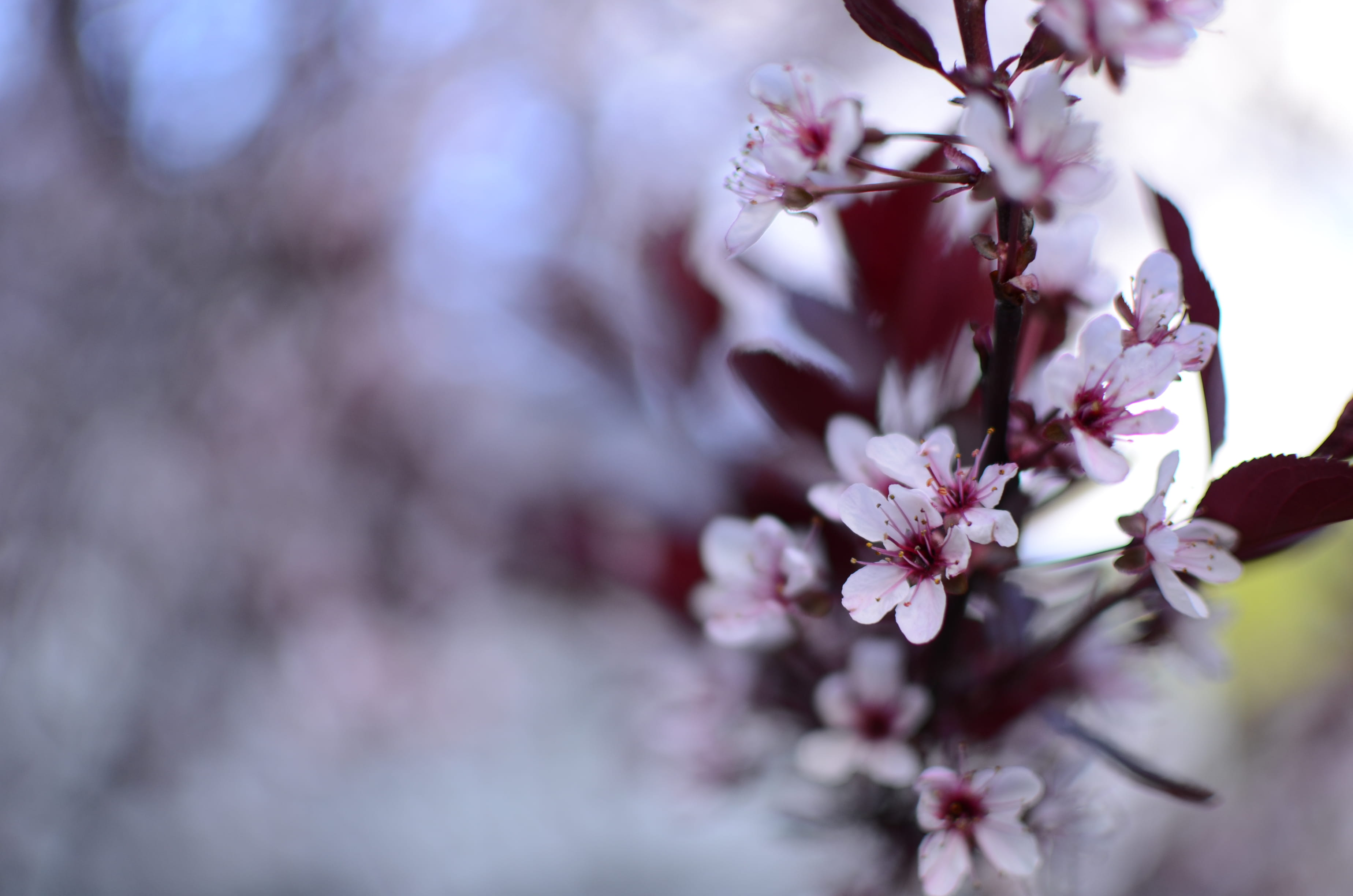 purple, growth, bunch of flowers, pink color, day, vulnerability, accessories, blossom, flowers, flower, accessory, beauty in nature, cherry blossom, cherry tree, HD Wallpaper