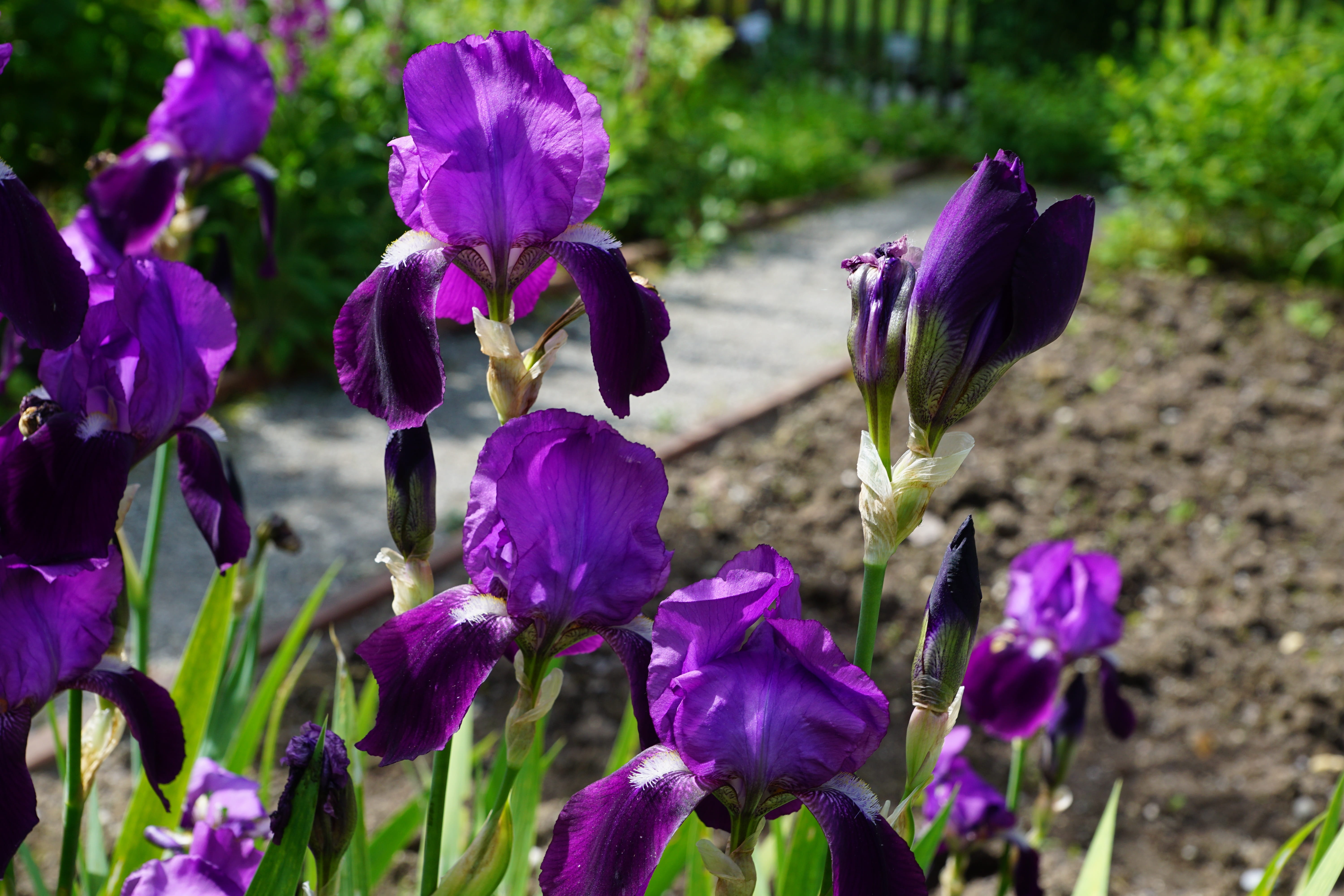 spring, land, love, flowering plant, springtime, places of interest, garden, tee, south, nature, pentecost, dark purple, more, no people, gift, perfume, HD Wallpaper