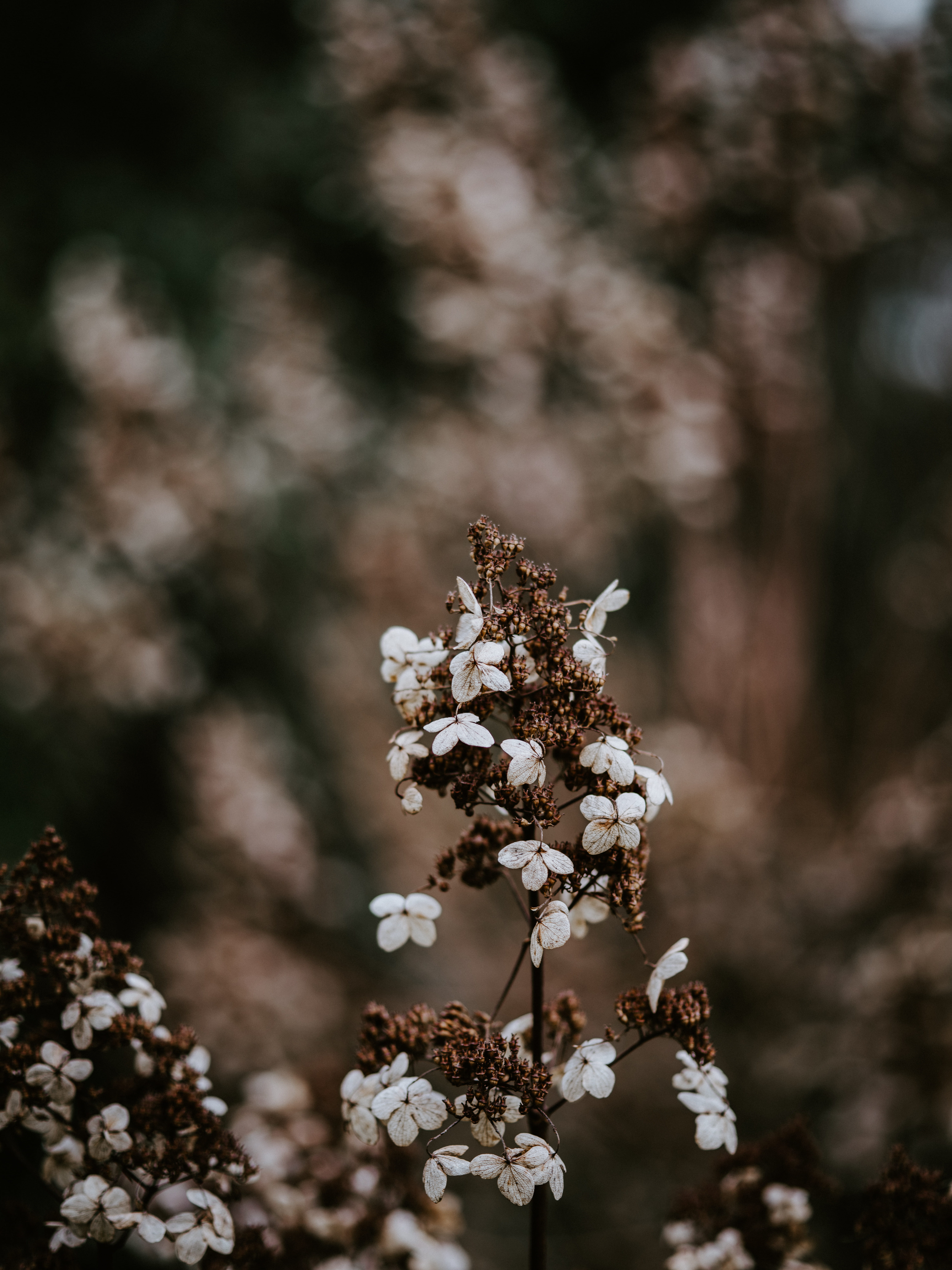 daisies, confectionery, no people, fragility, flowering plant, freshness, daisy, agaric, flower, fungus, pollen, sprout, close-up, flower head, 8K, wilted plant, Phone HD Wallpaper
