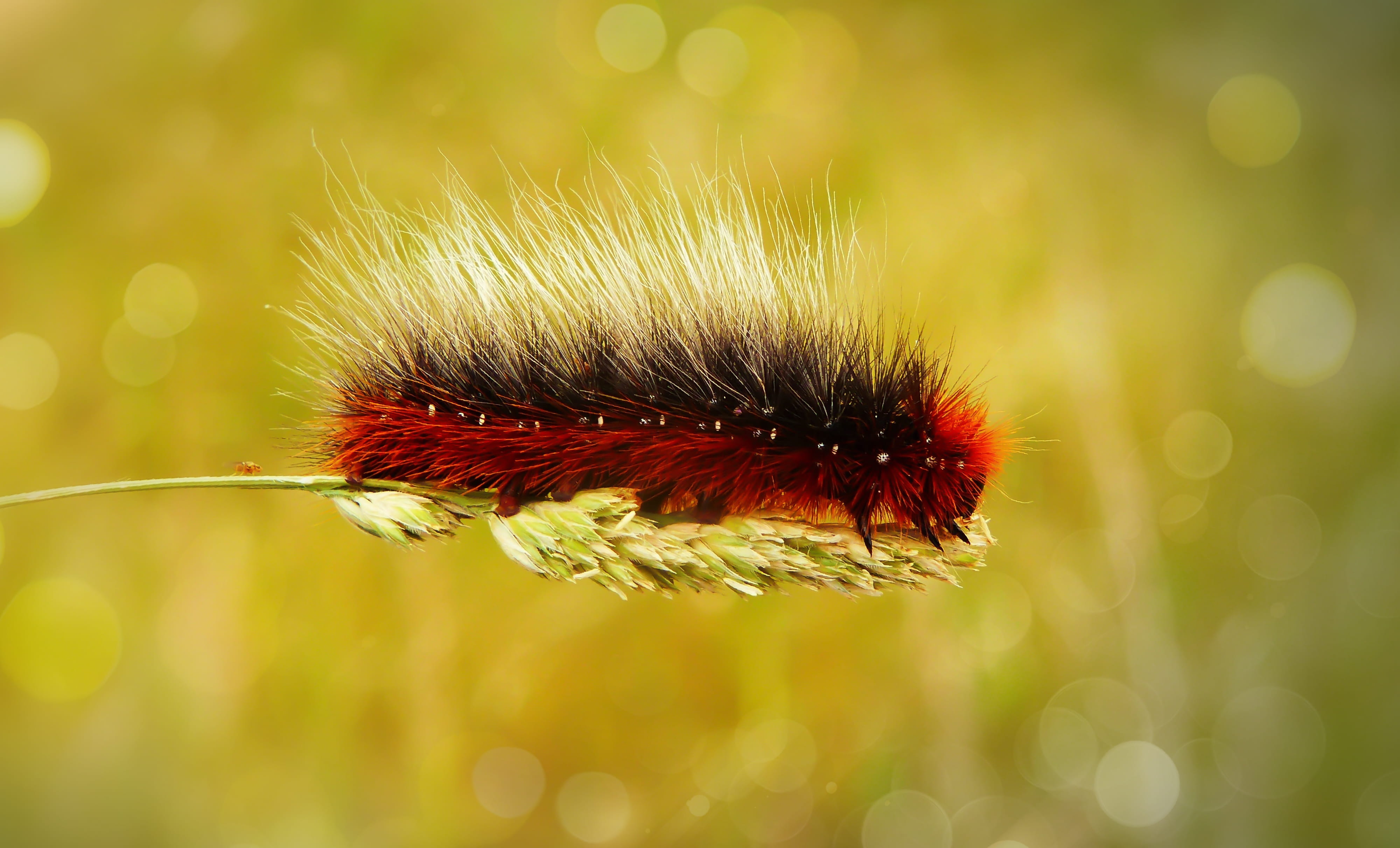 insect, brush, flower, face, animal, growth, bear, banded, photography, outdoors, photo, focus on foreground, invertebrate, anther, animal themes, flowering plant, HD Wallpaper