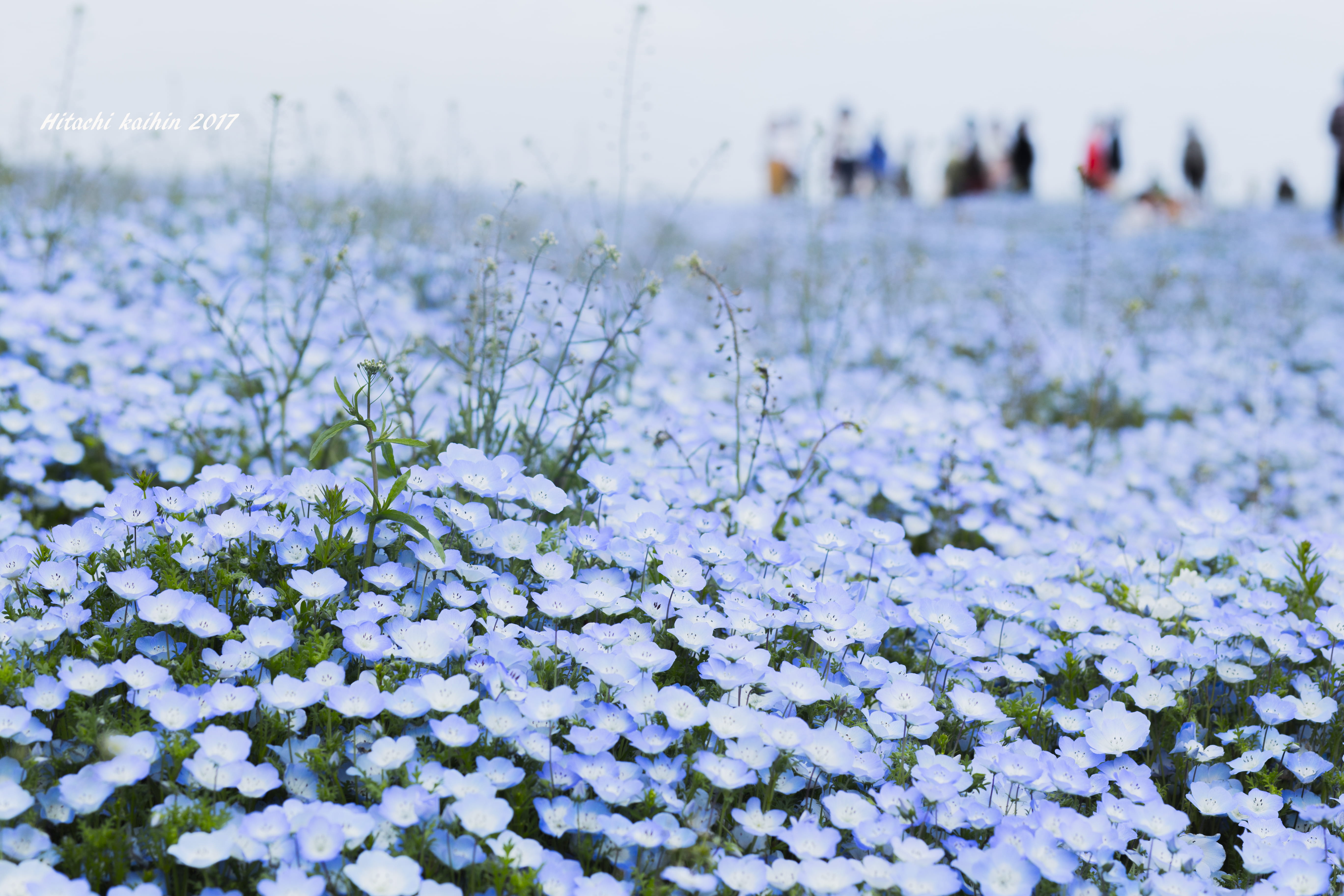 outdoors, winter, asteraceae, flowering plant, plant, human, fragility, no people, freshness, scenery, nature, person, petal, flower, blue, anemone, daisies, HD Wallpaper