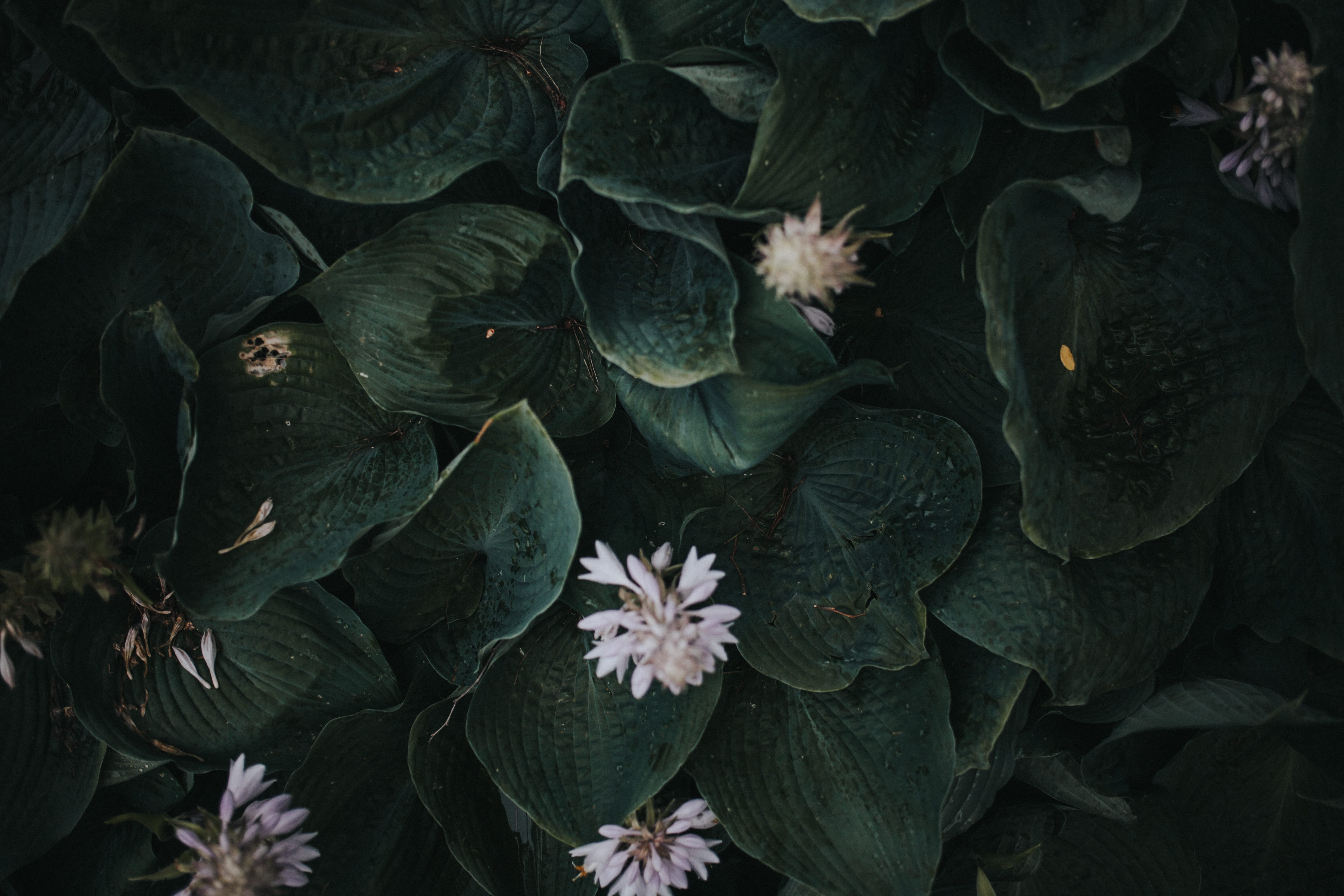 cabbage, sea life, garfield park, nature, flower head, vulnerability, produce, plants, chicago, high angle view, outdoors, 4K, close-up, leaves, growth, HD Wallpaper