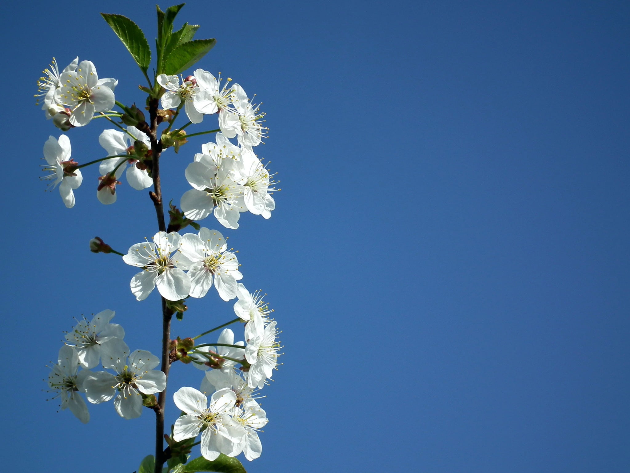 plant, sky, blossom, cherry blossom, white flowers, flowering plant, flower Head, freshness, clear sky, greens, tree, flowers, garden flowers, cherry tree, HD Wallpaper