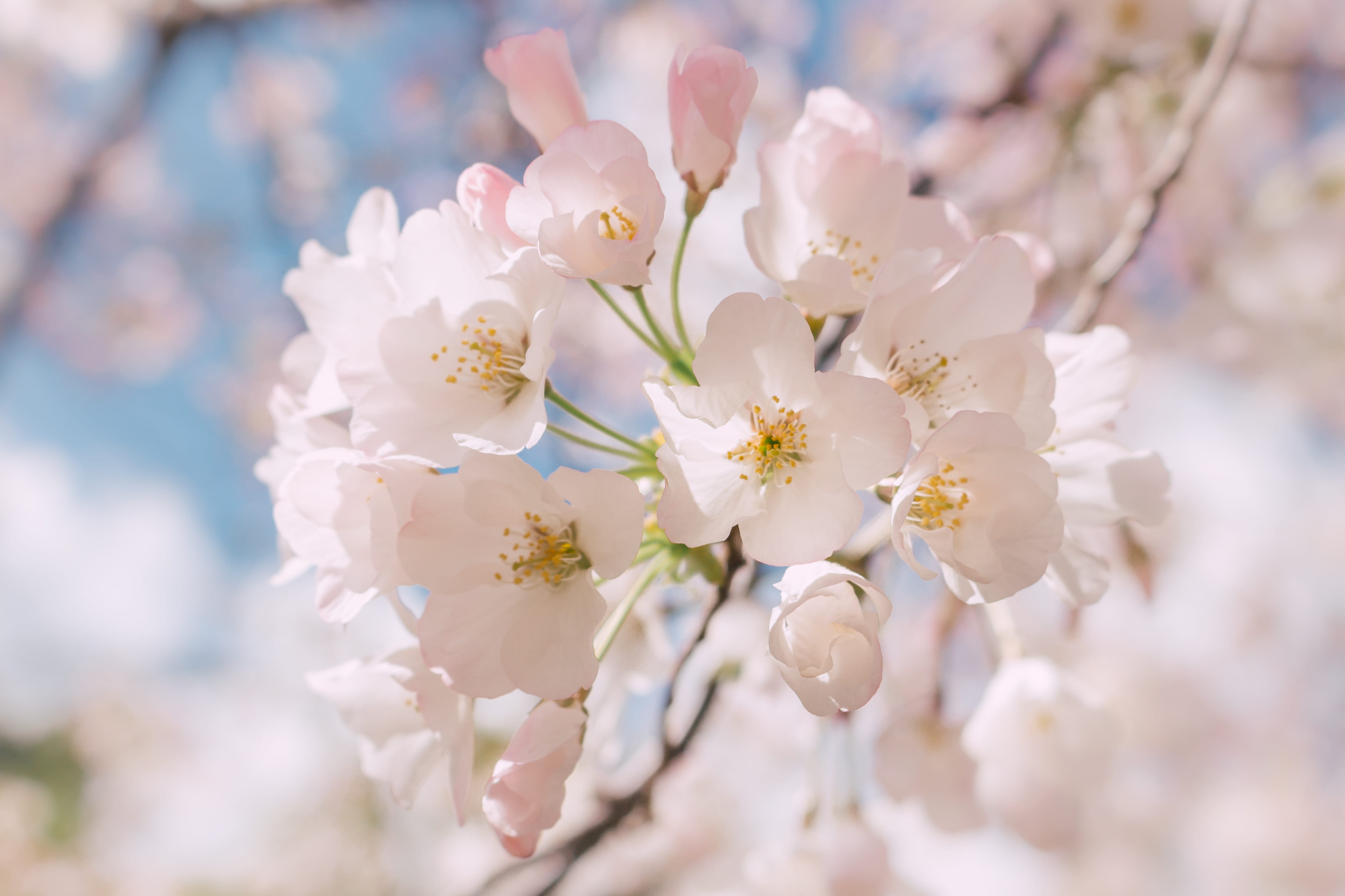 in bloom, 4K, white, inflorescence, spring, flower Head, springtime, cherry, flowers, no people, wedding, outdoors, day, photography, beauty In Nature, HD Wallpaper