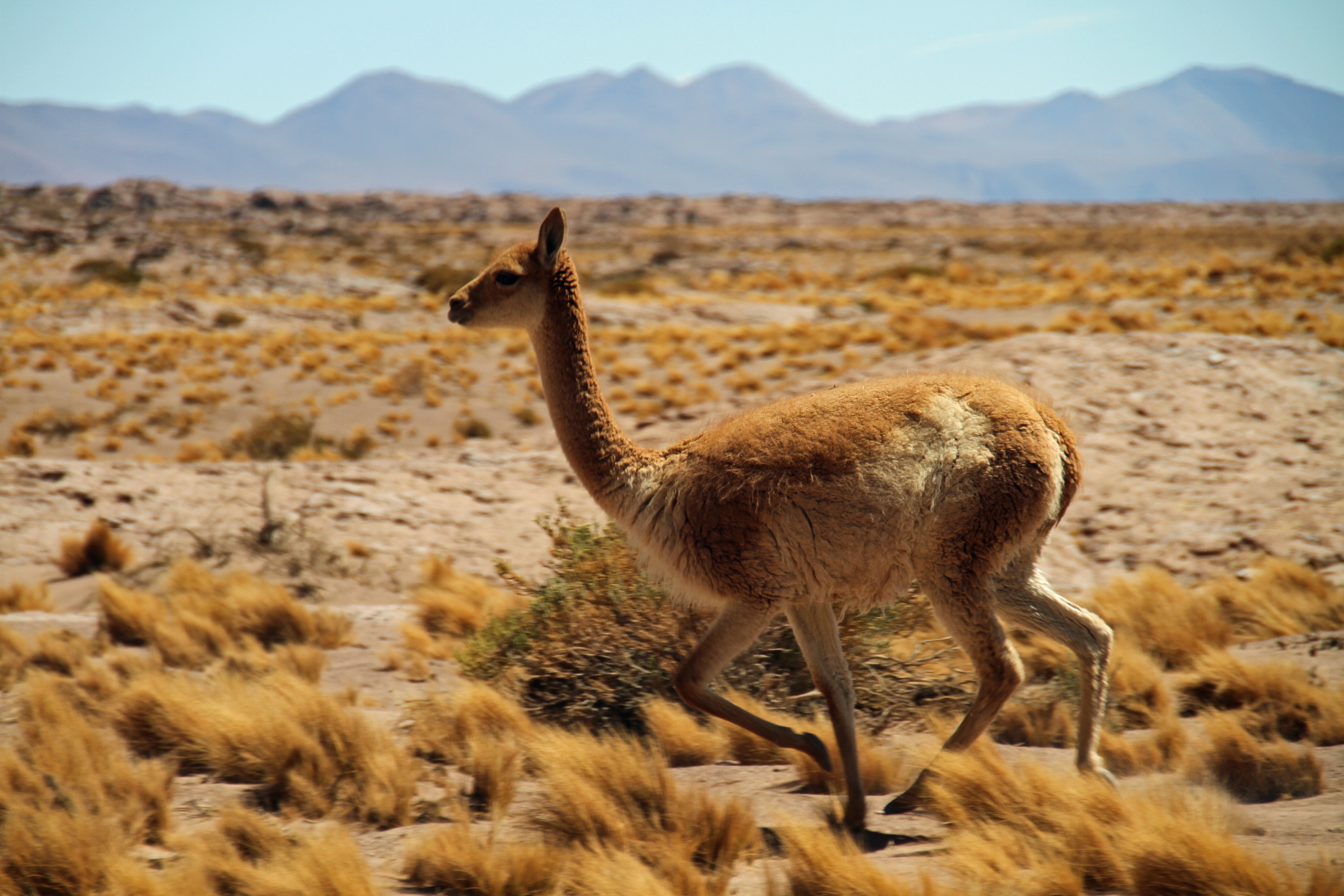 5K, llama, mammal, mountain range, atacama desert, no people, arid climate, nature, domestic animals, climate, animals in the wild, legged, four, guanaco, HD Wallpaper